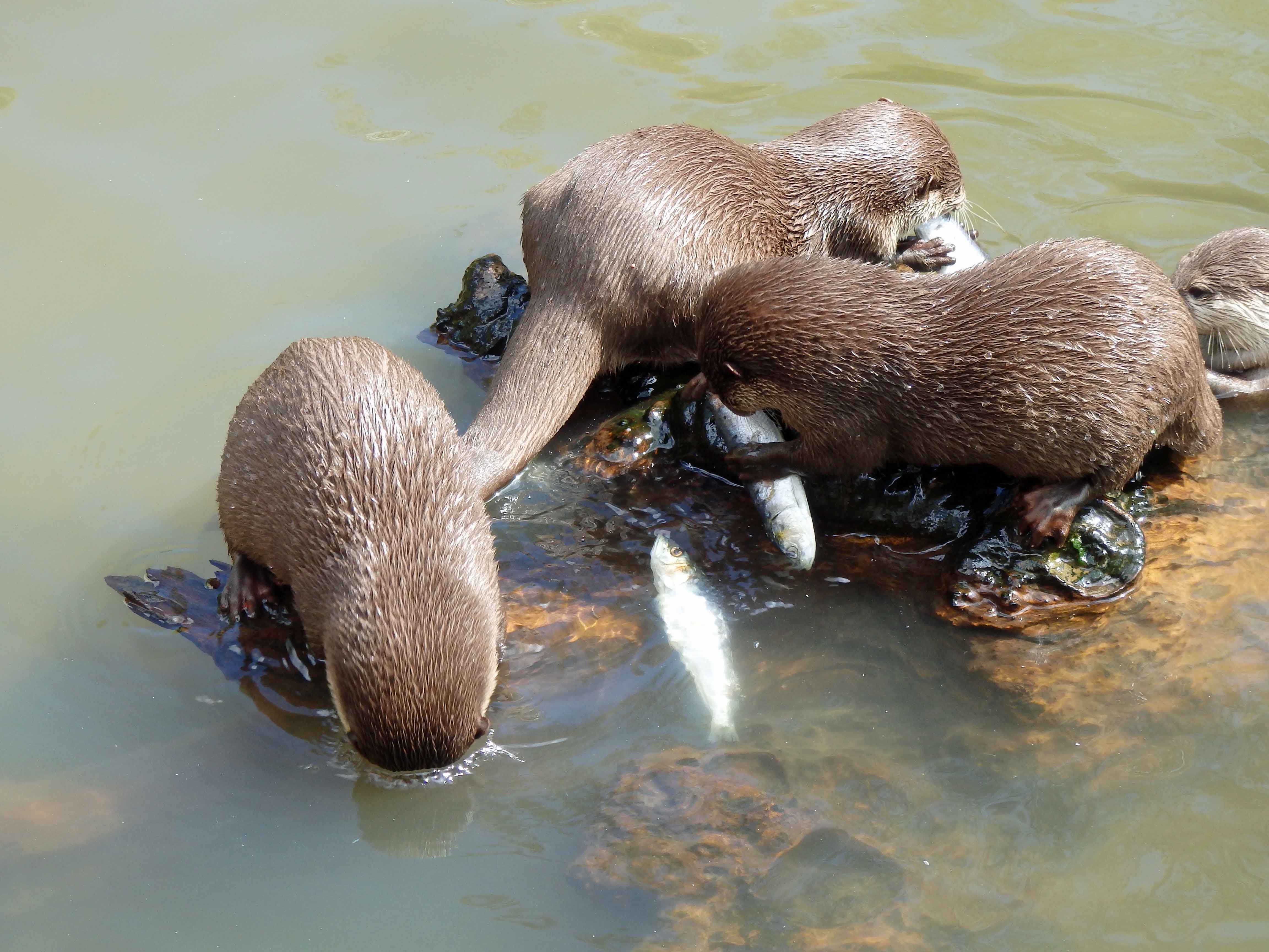 Otter feeding 1