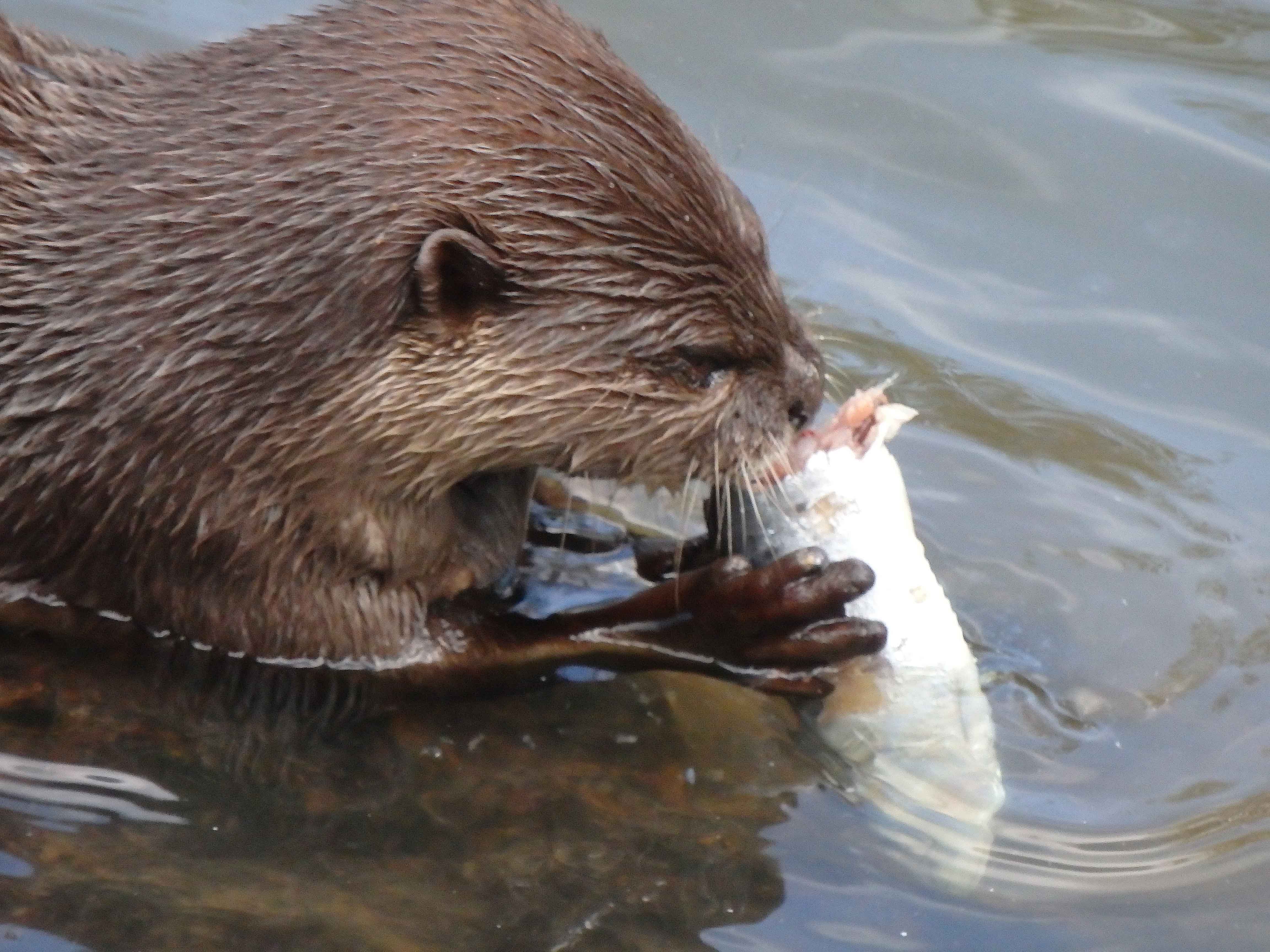 Otter feeding 2