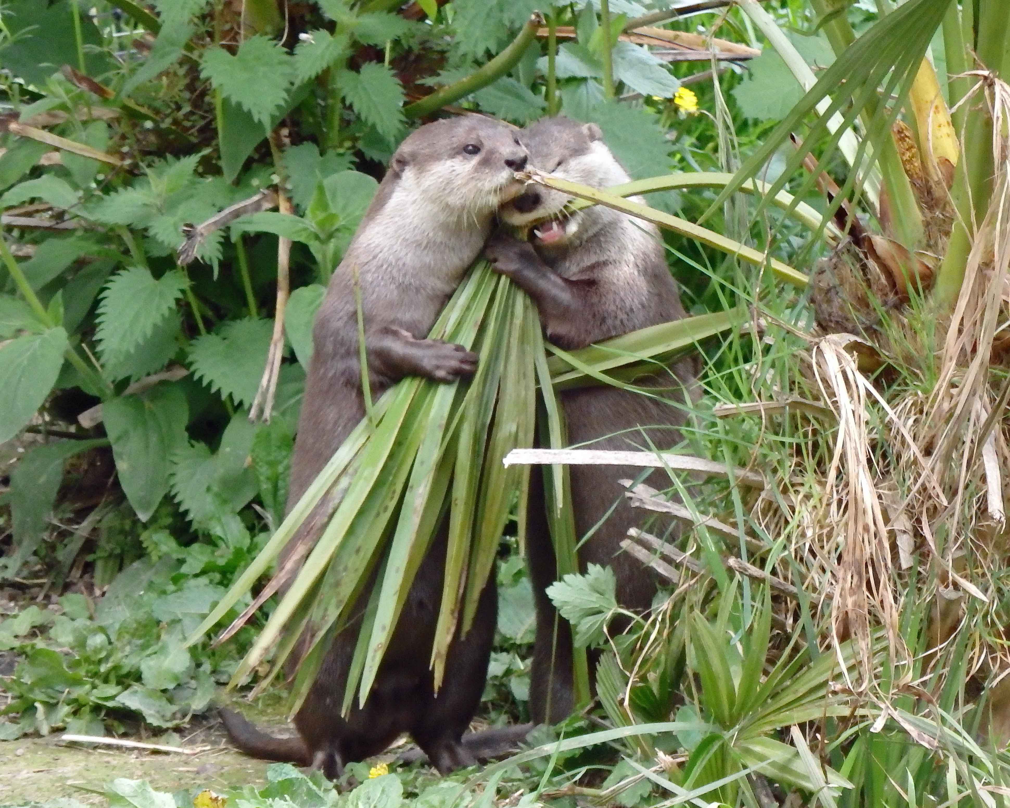 Gathering bedding 2