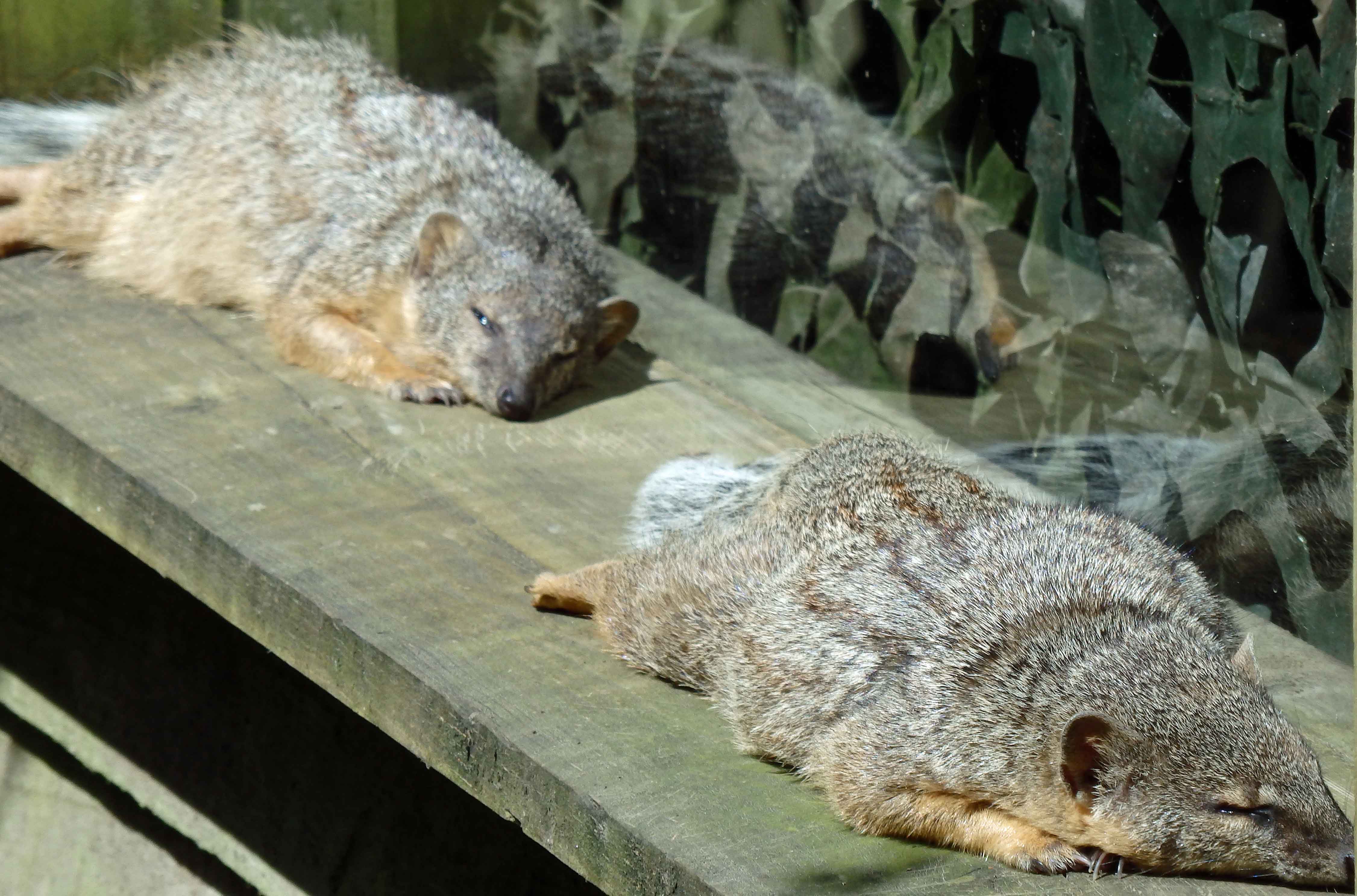 Mongoose courting