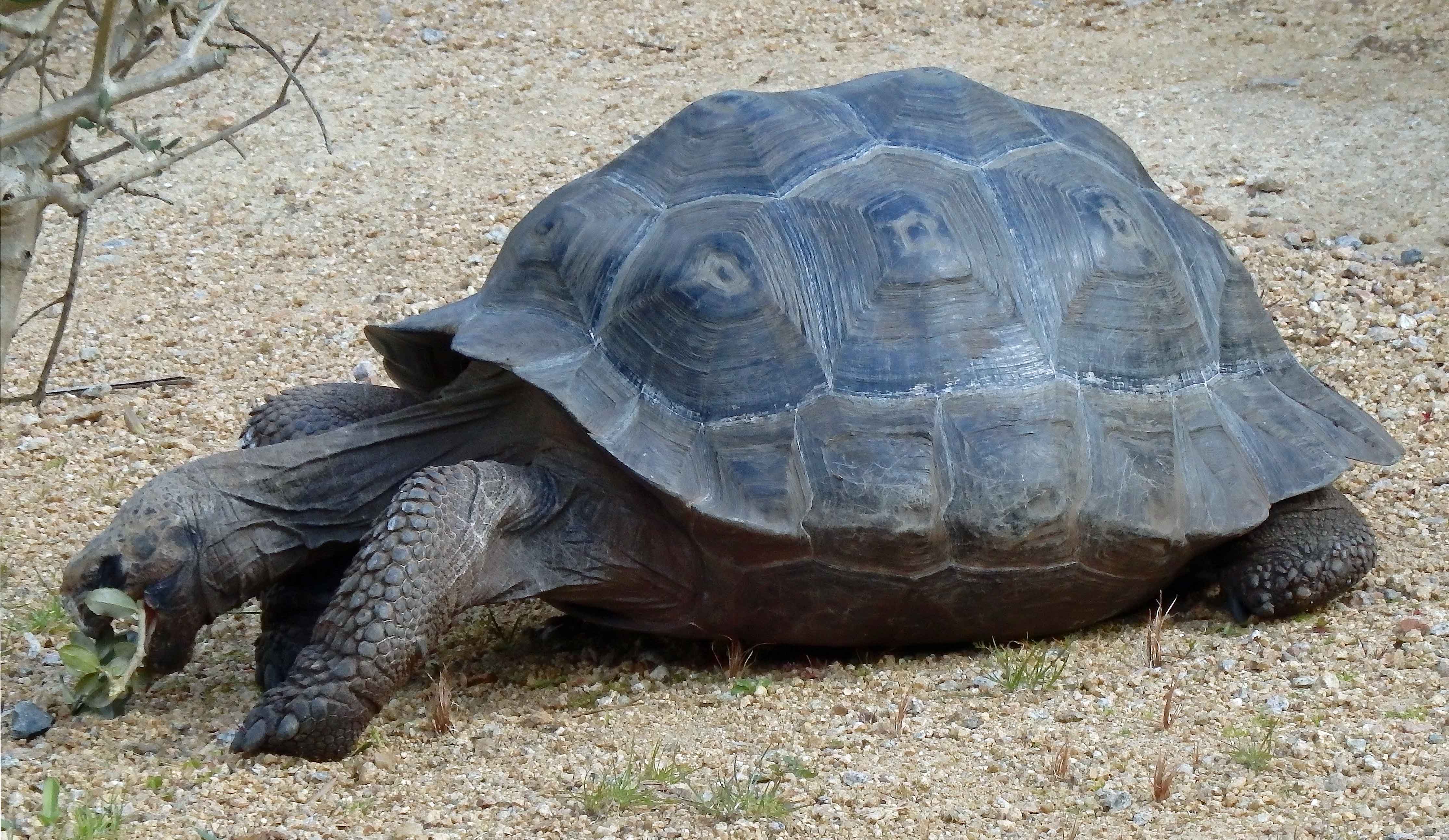 Tortoise 5