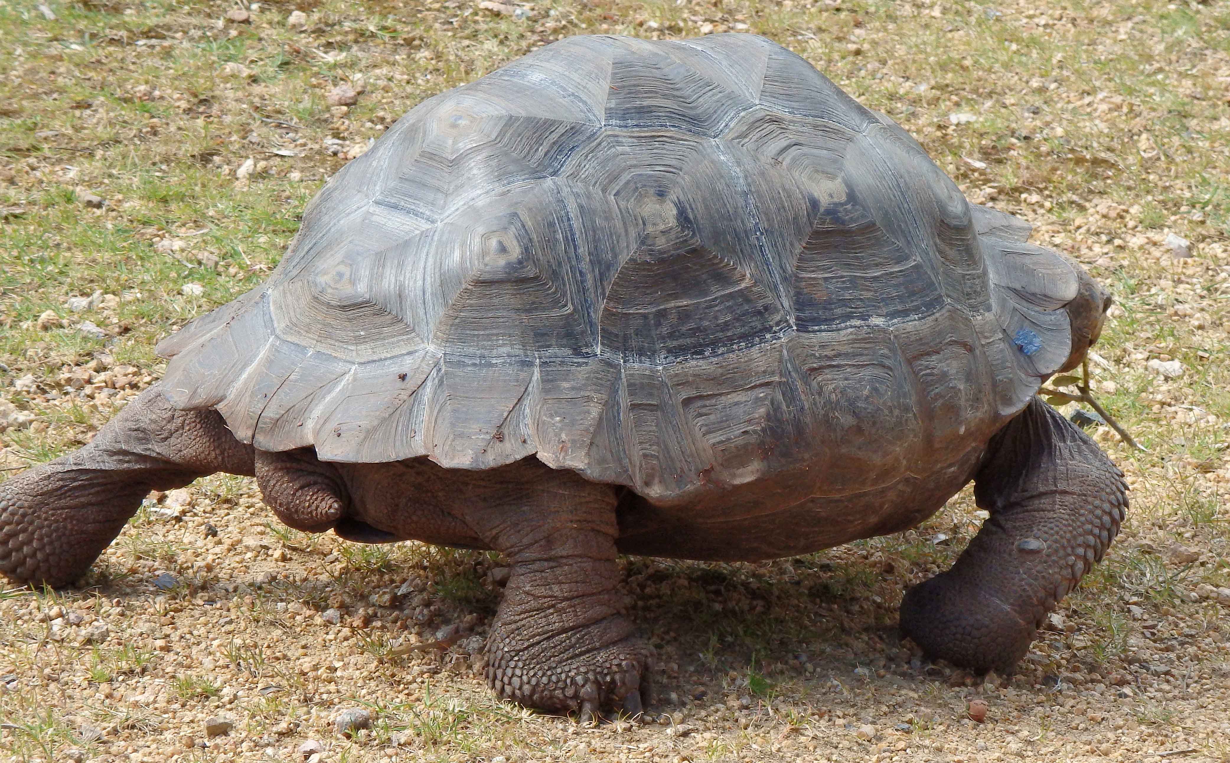 Tortoise 3