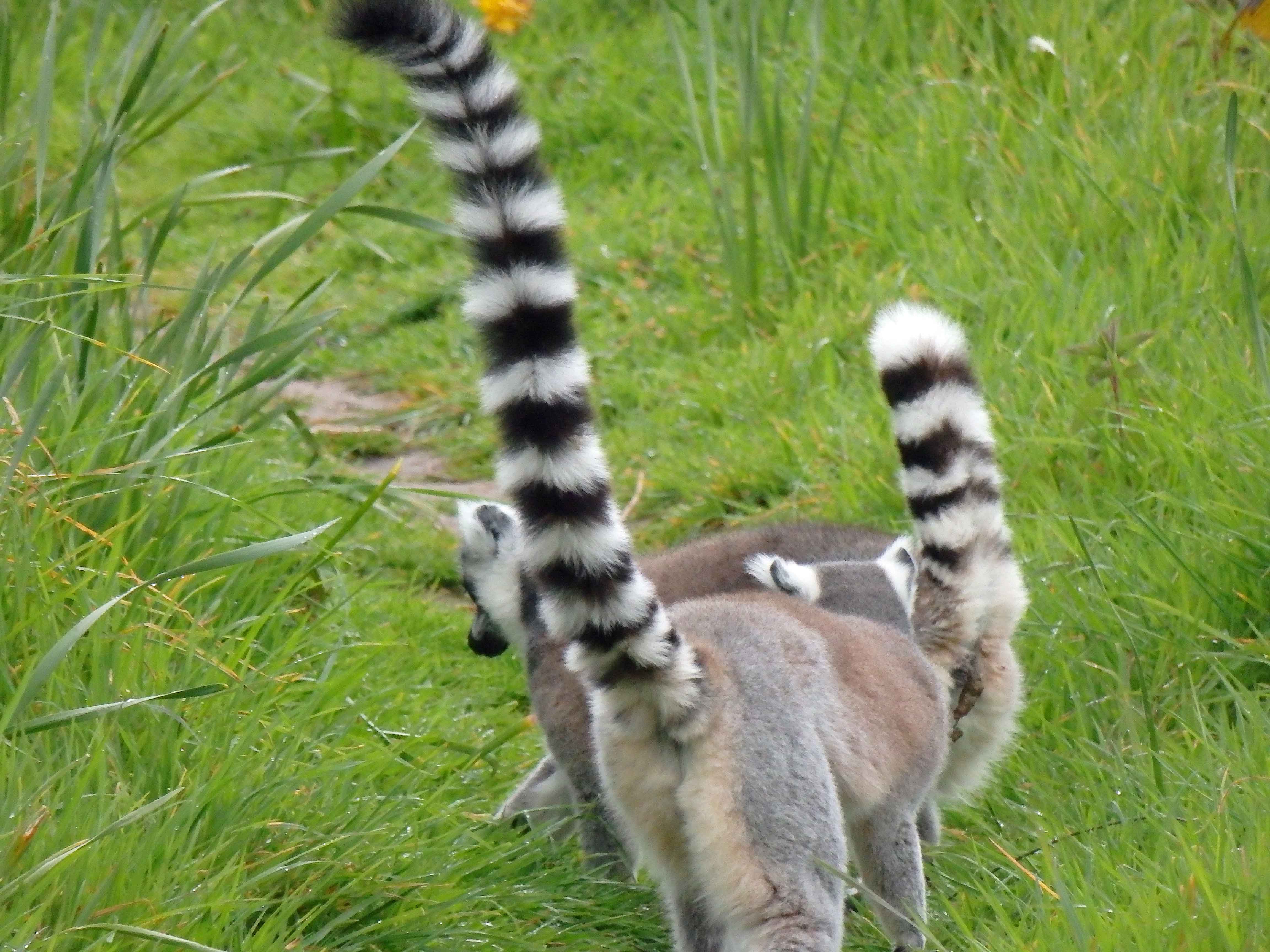 Ring-tailed lemurs