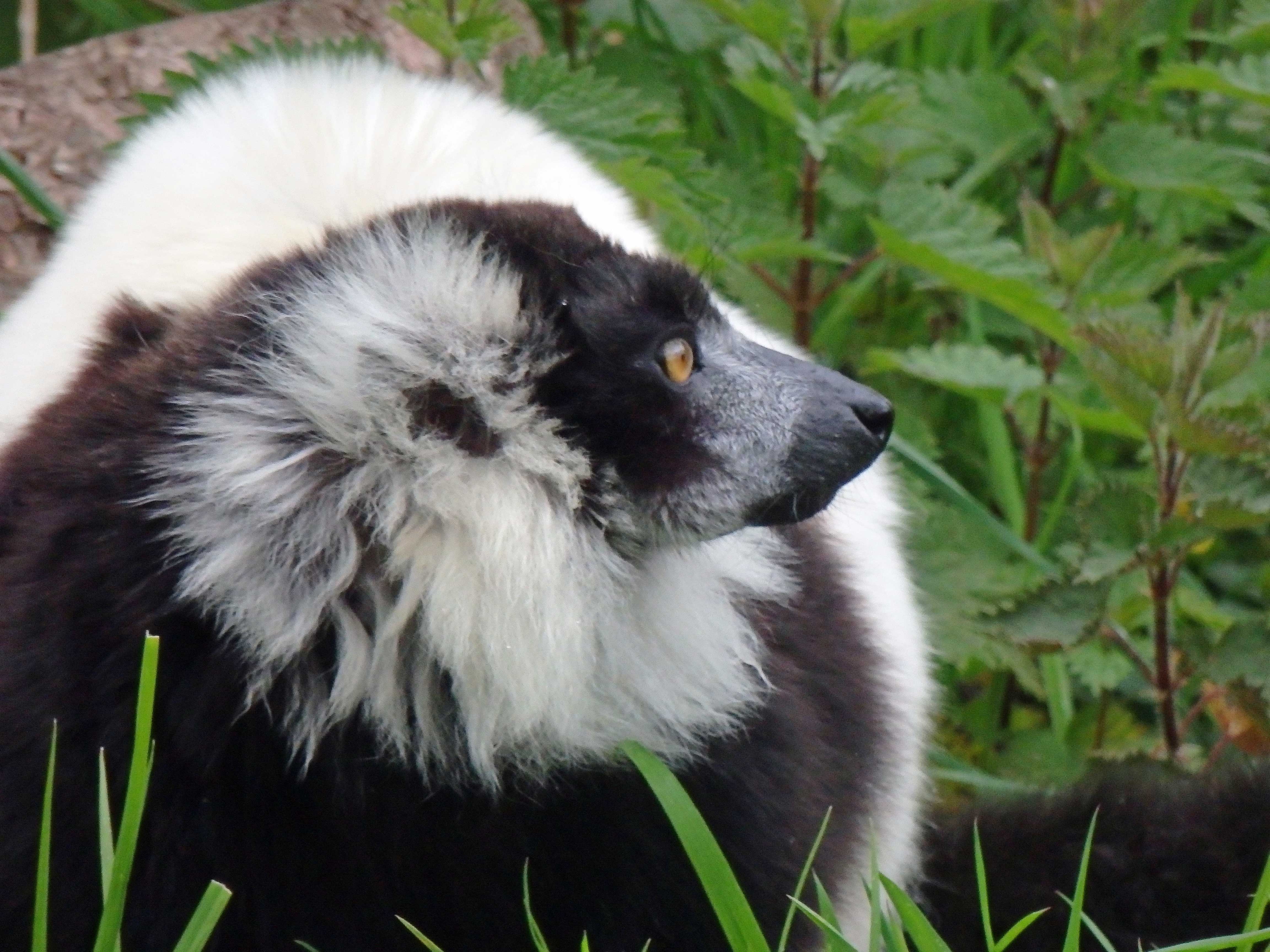 Black and white lemur 2