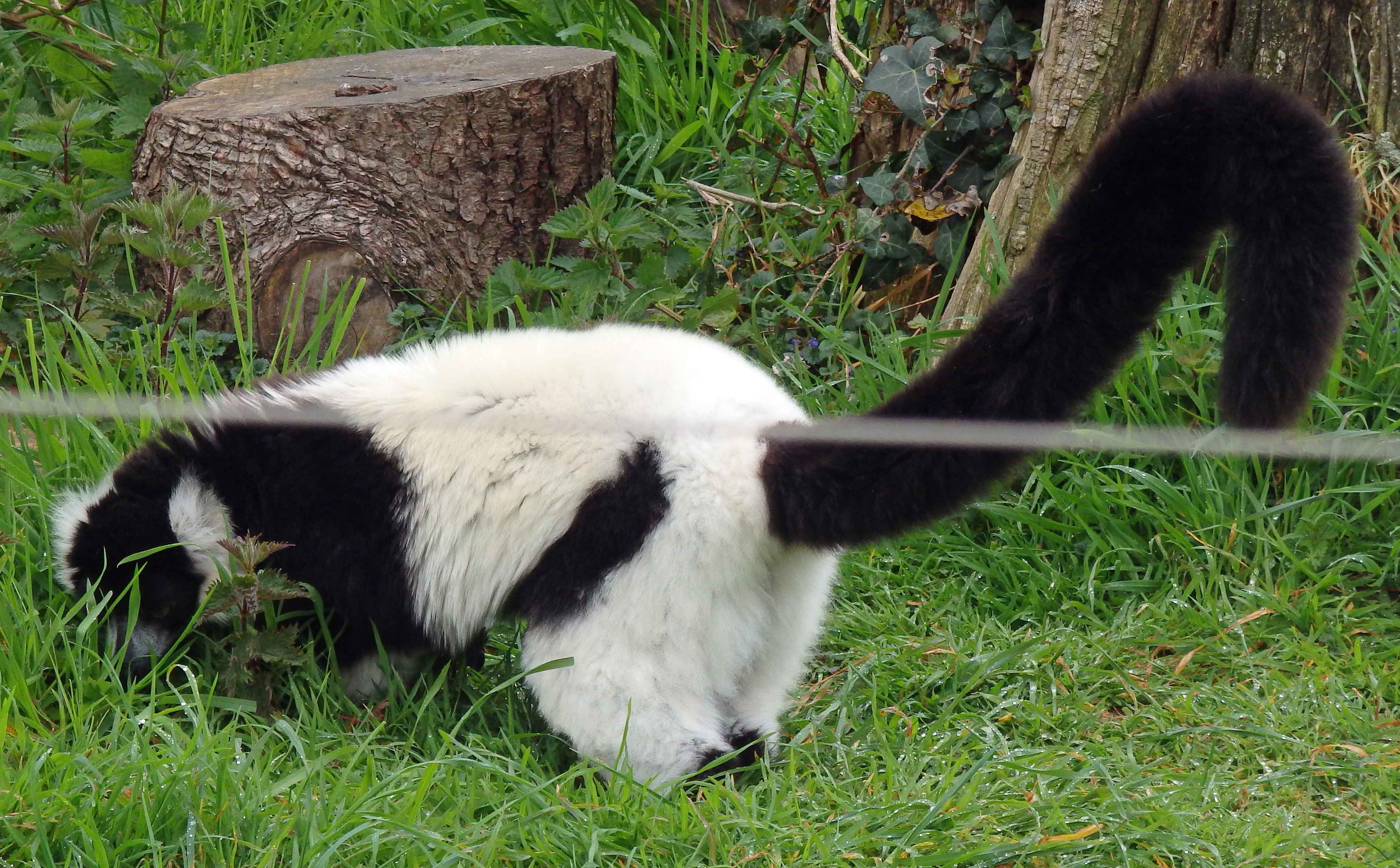 Black and white lemur