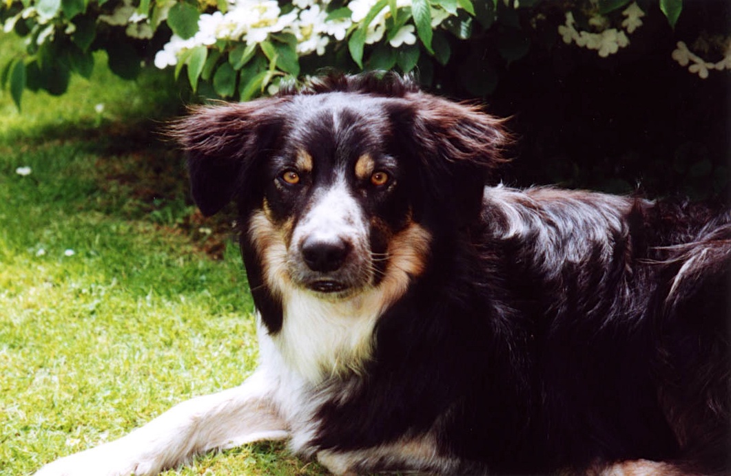 Sheer Window Curtain Blue Merle Border Collie puppies, 6 weeks old