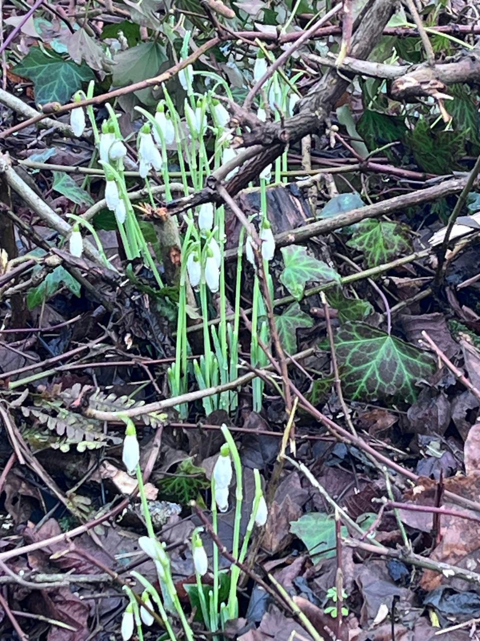 Snowdrops