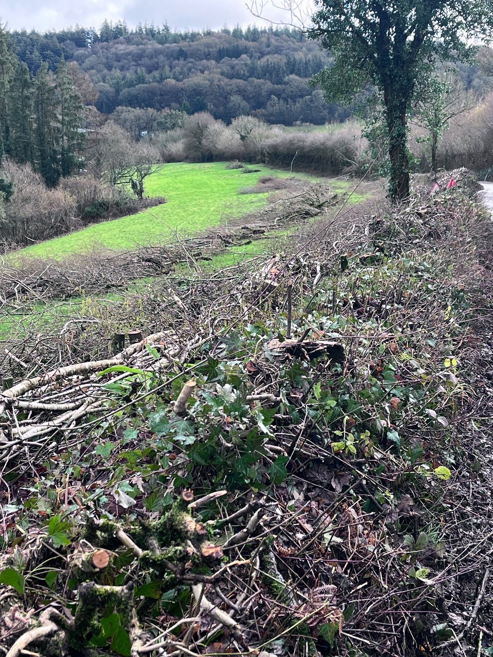 Staverton hedge 2