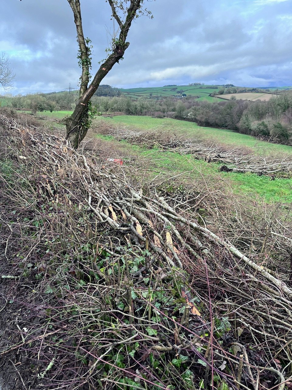 Staverton hedge 1