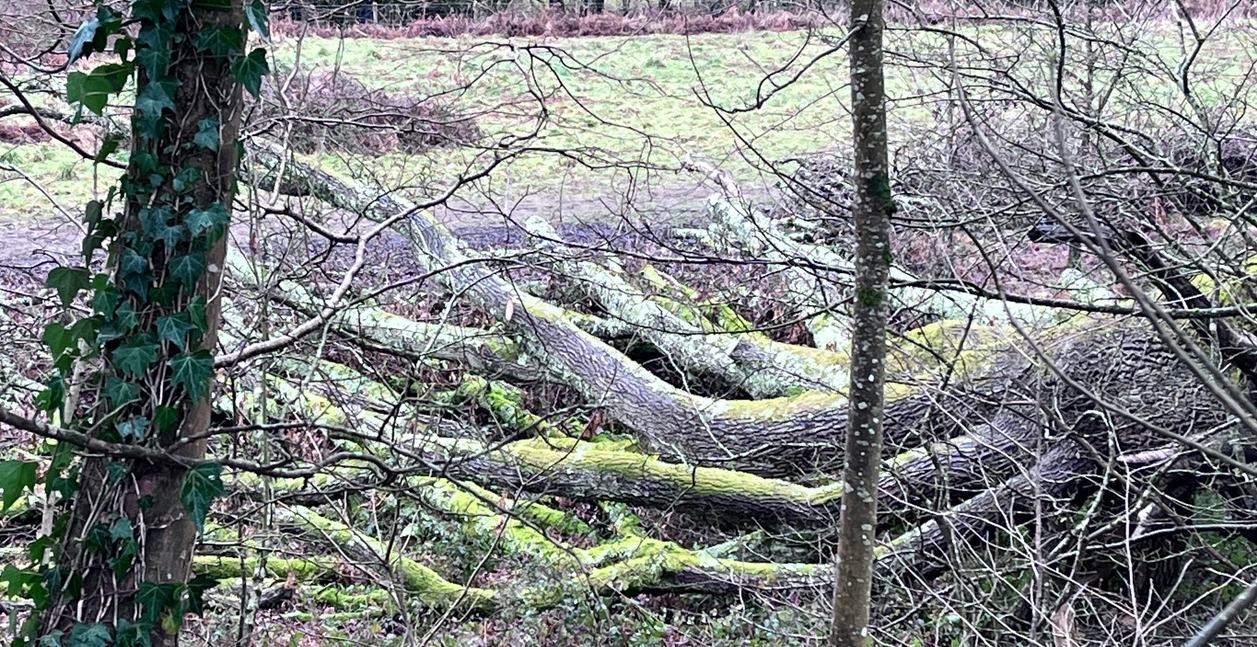 Fallen trees
