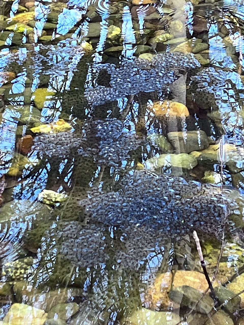 Buckfast Abbey Millennium Garden frogspawn