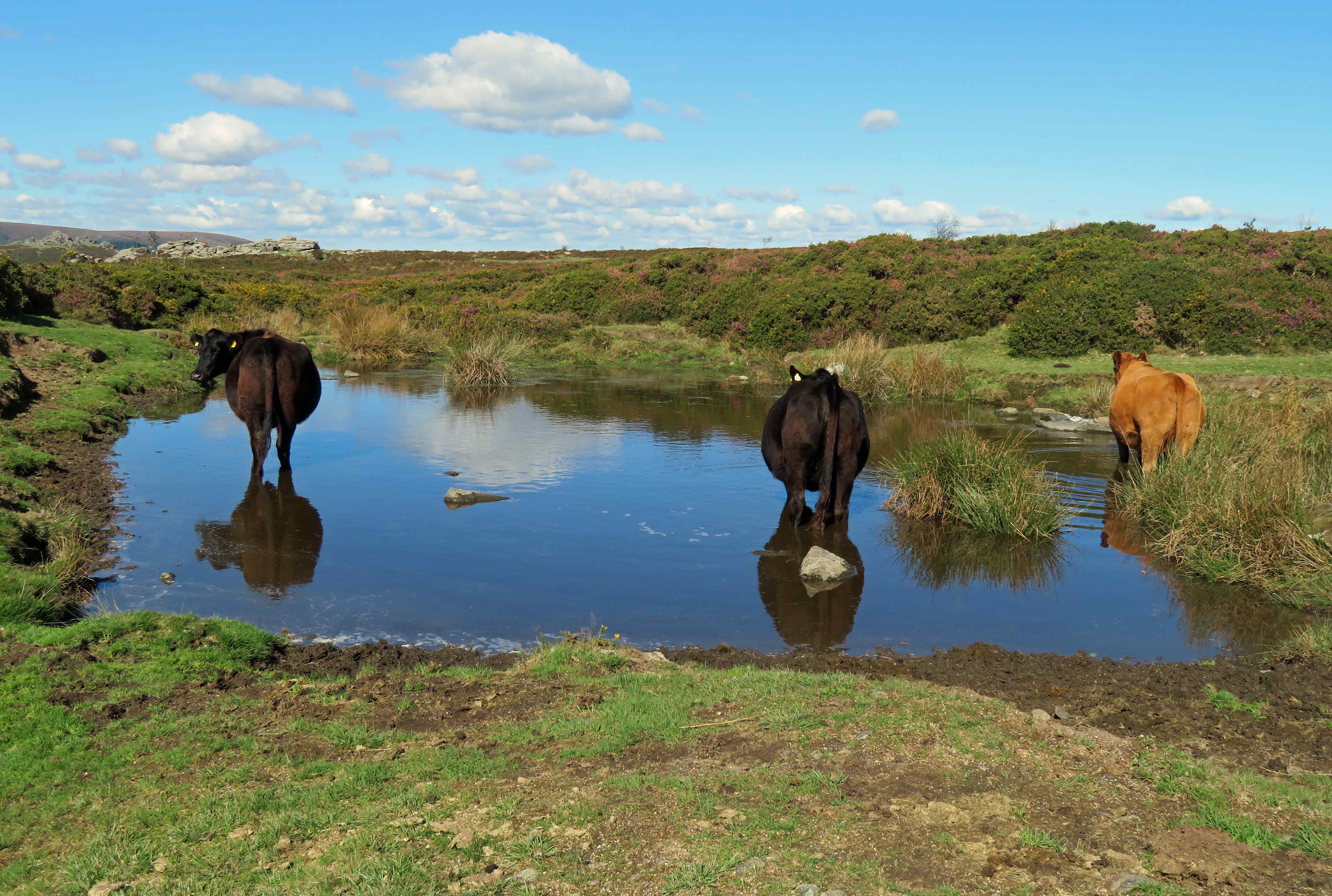 Cattle in a moorland pond