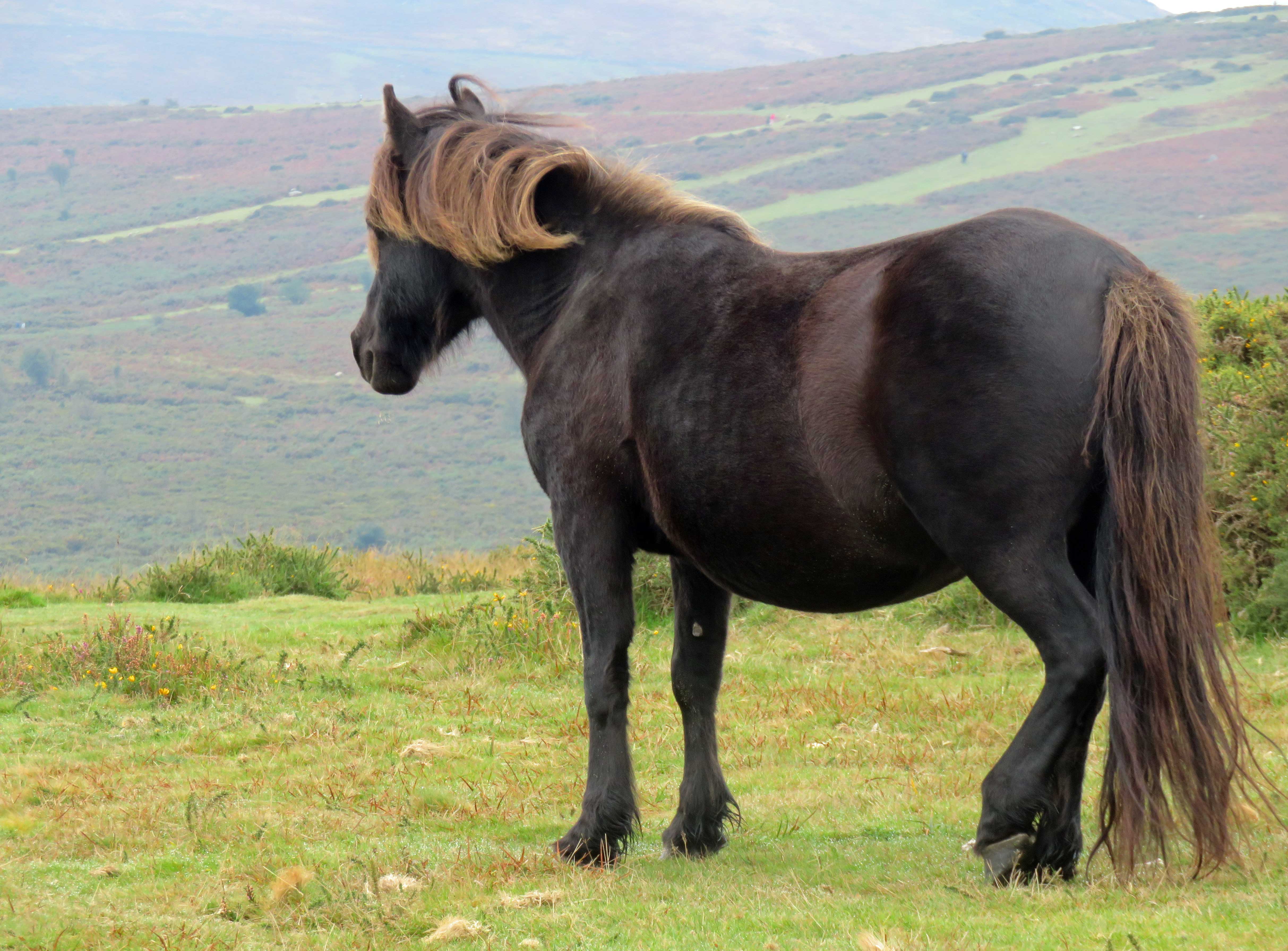 Pony on the moor