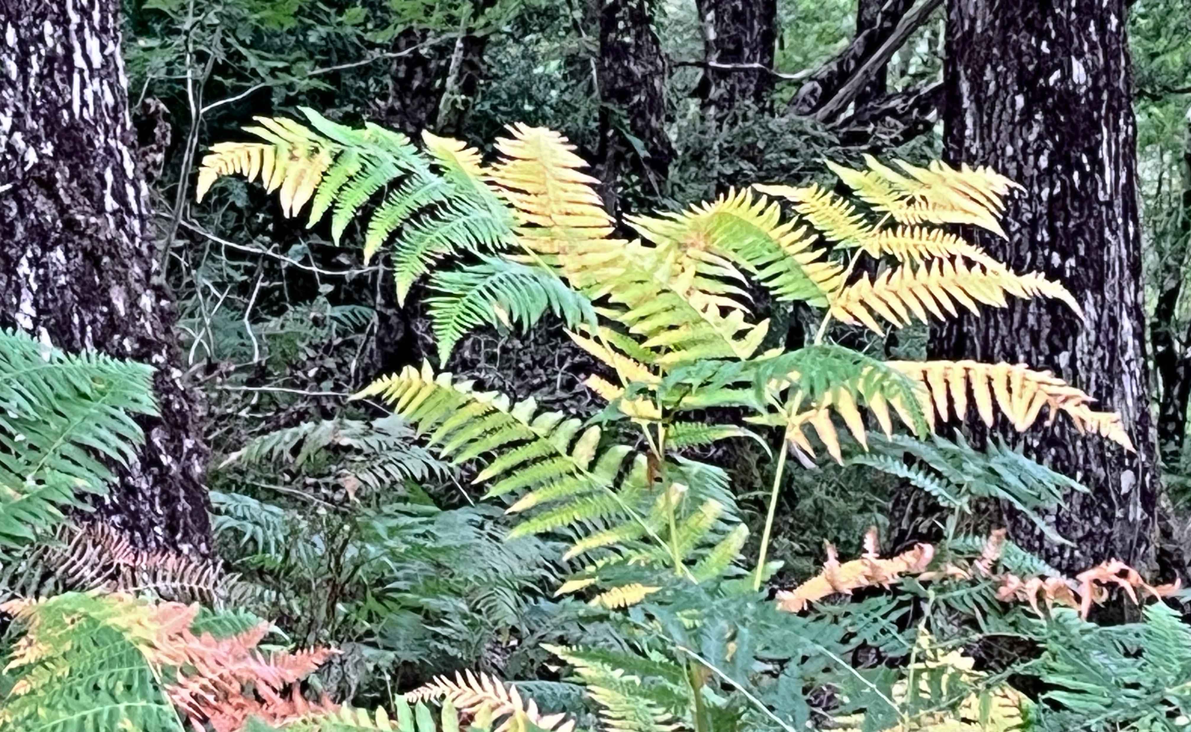 Autumn bracken