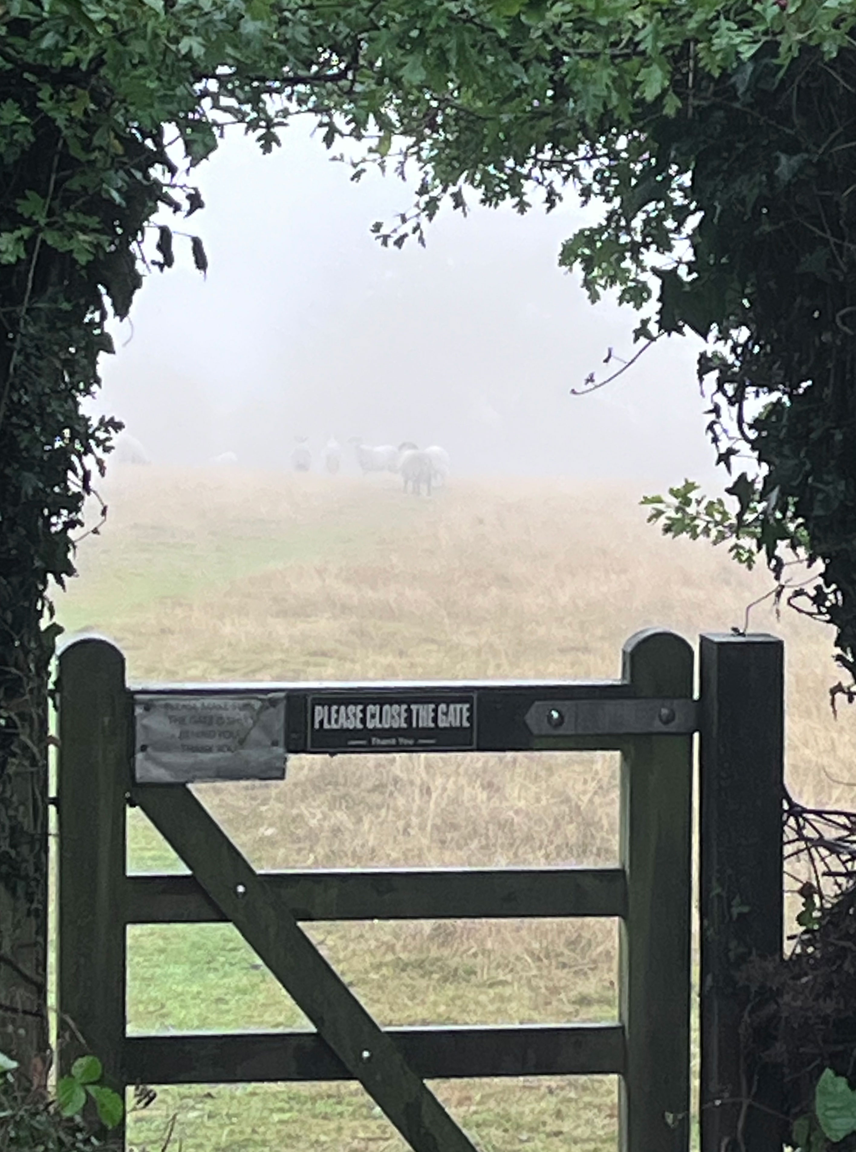 Misty sheep gate