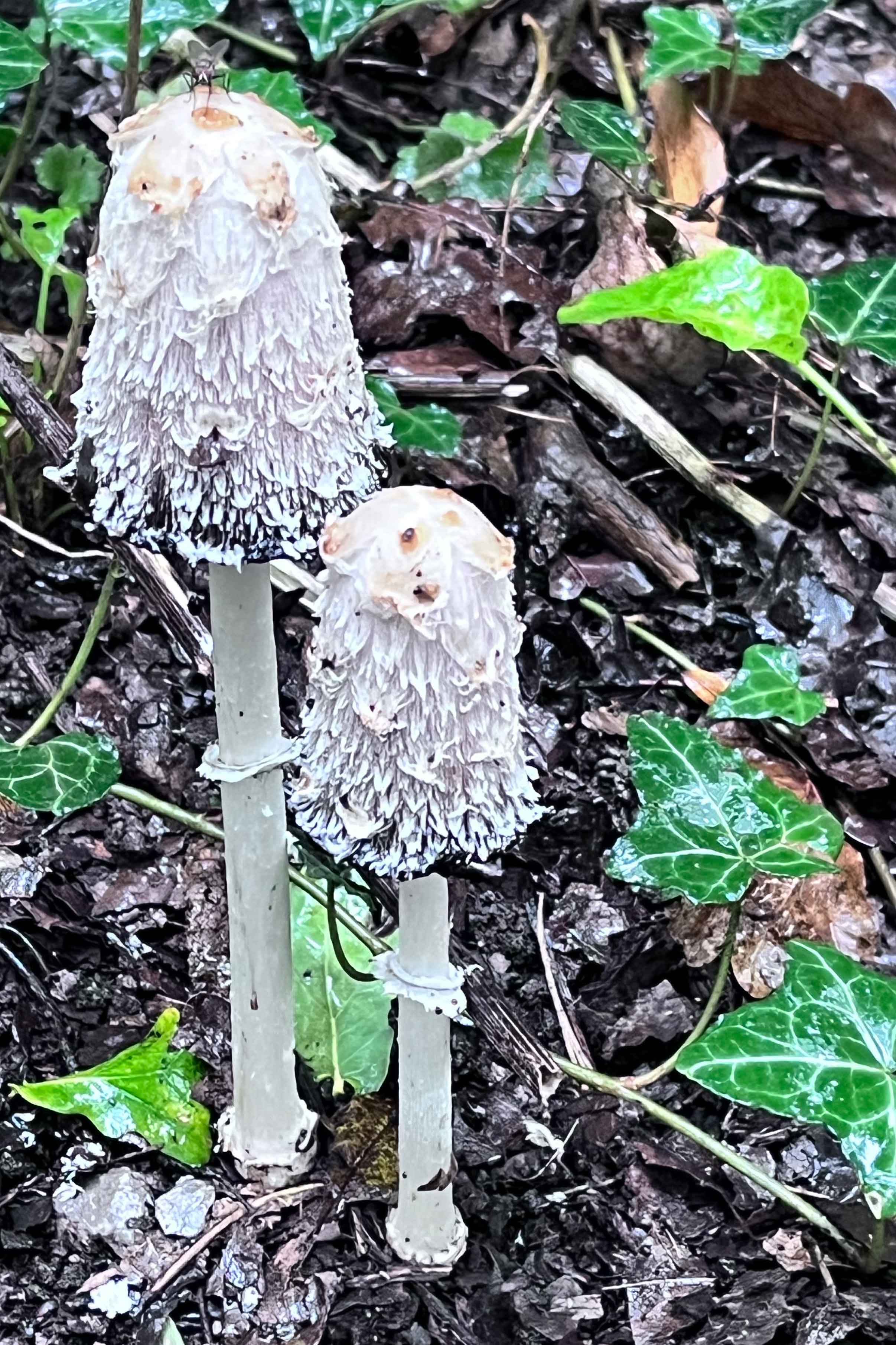 Shaggy inkcaps