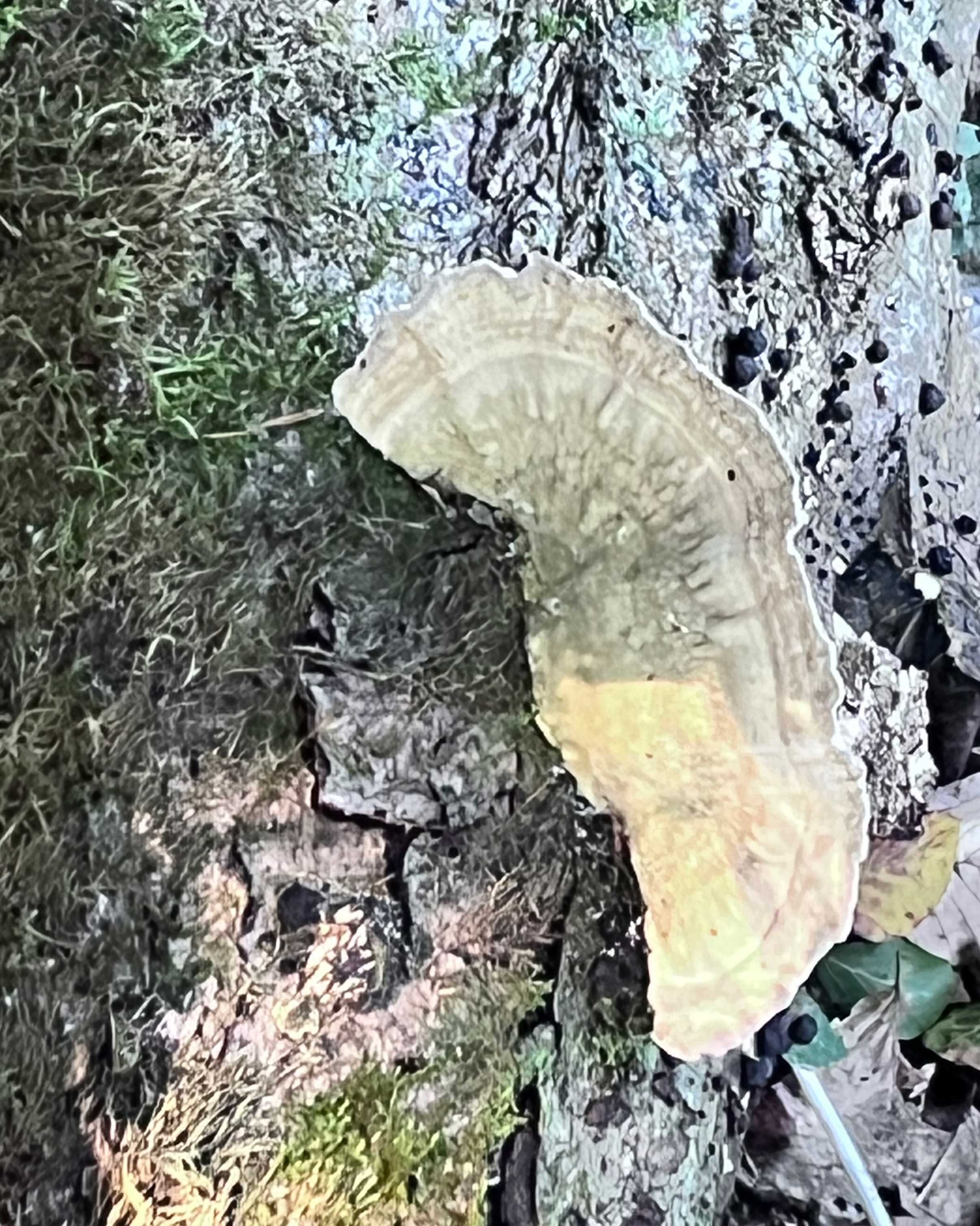 IMG_4230pastelbrachts