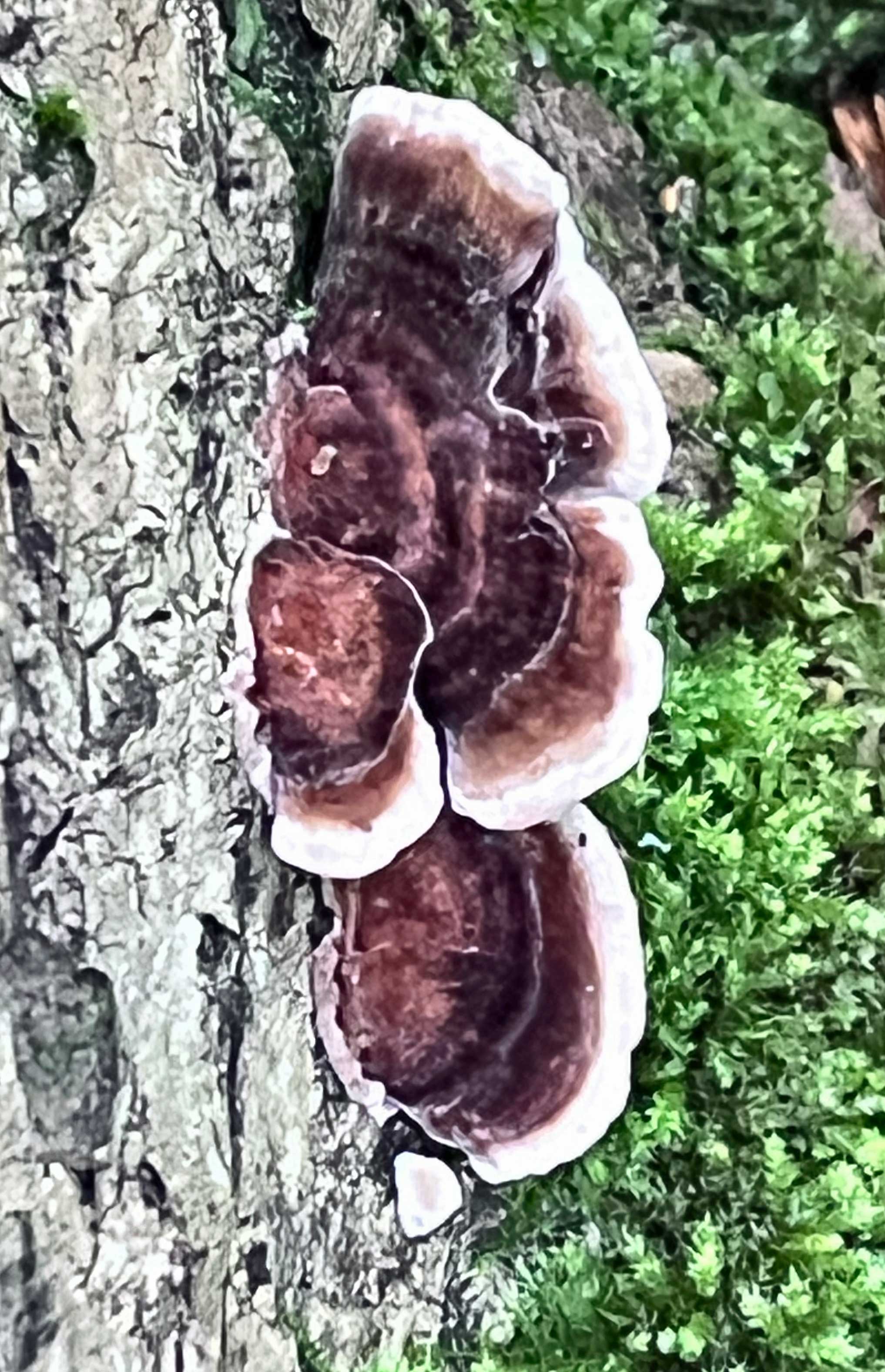 IMG_4256treebrachts2