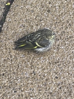 Goldfinch fledgling 1