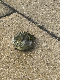 Goldfinch fledgling 2
