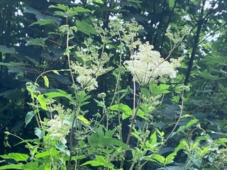 Meadowsweet
