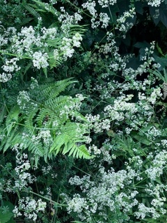 lady’s bedstraw