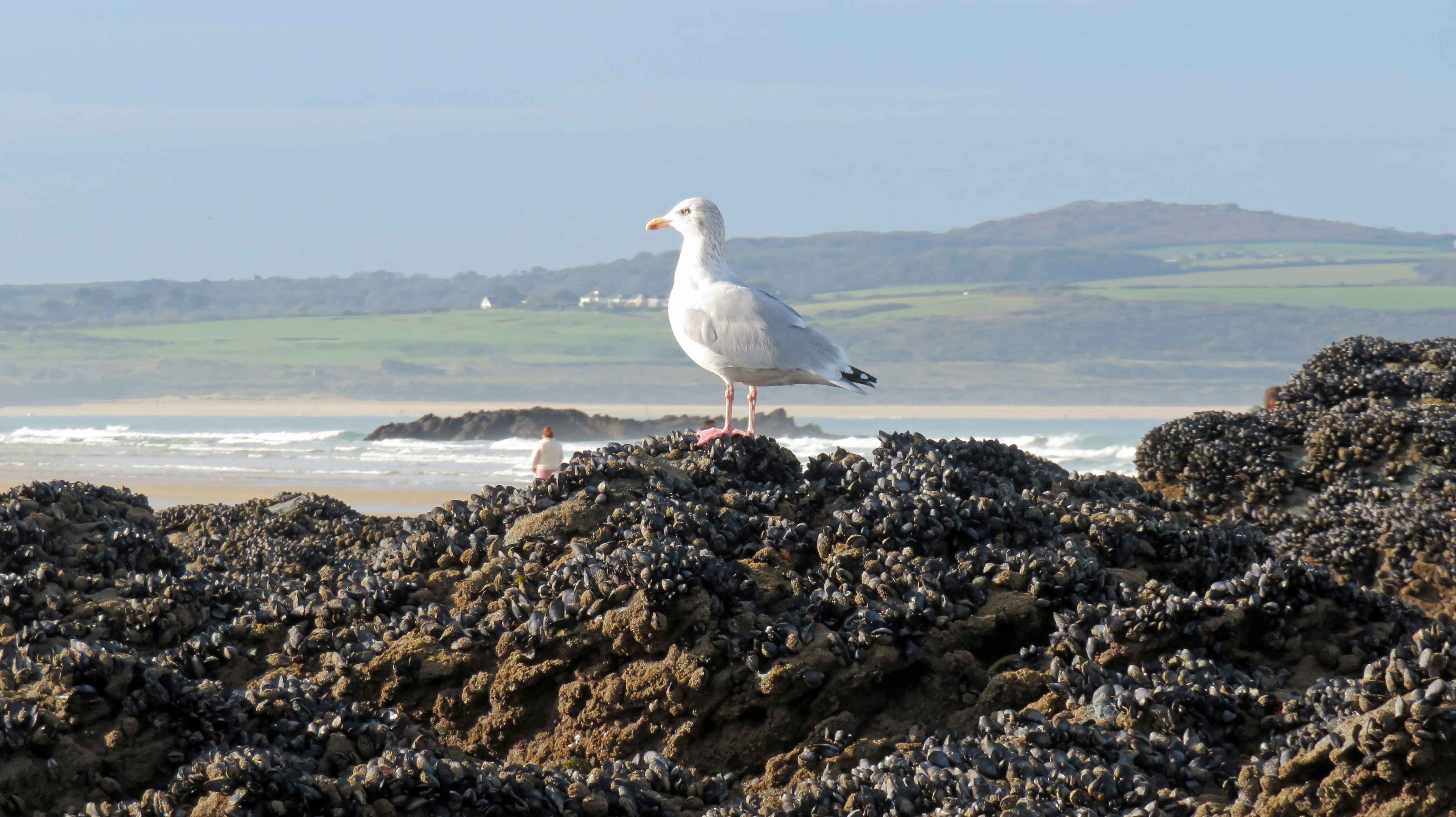 Seagull