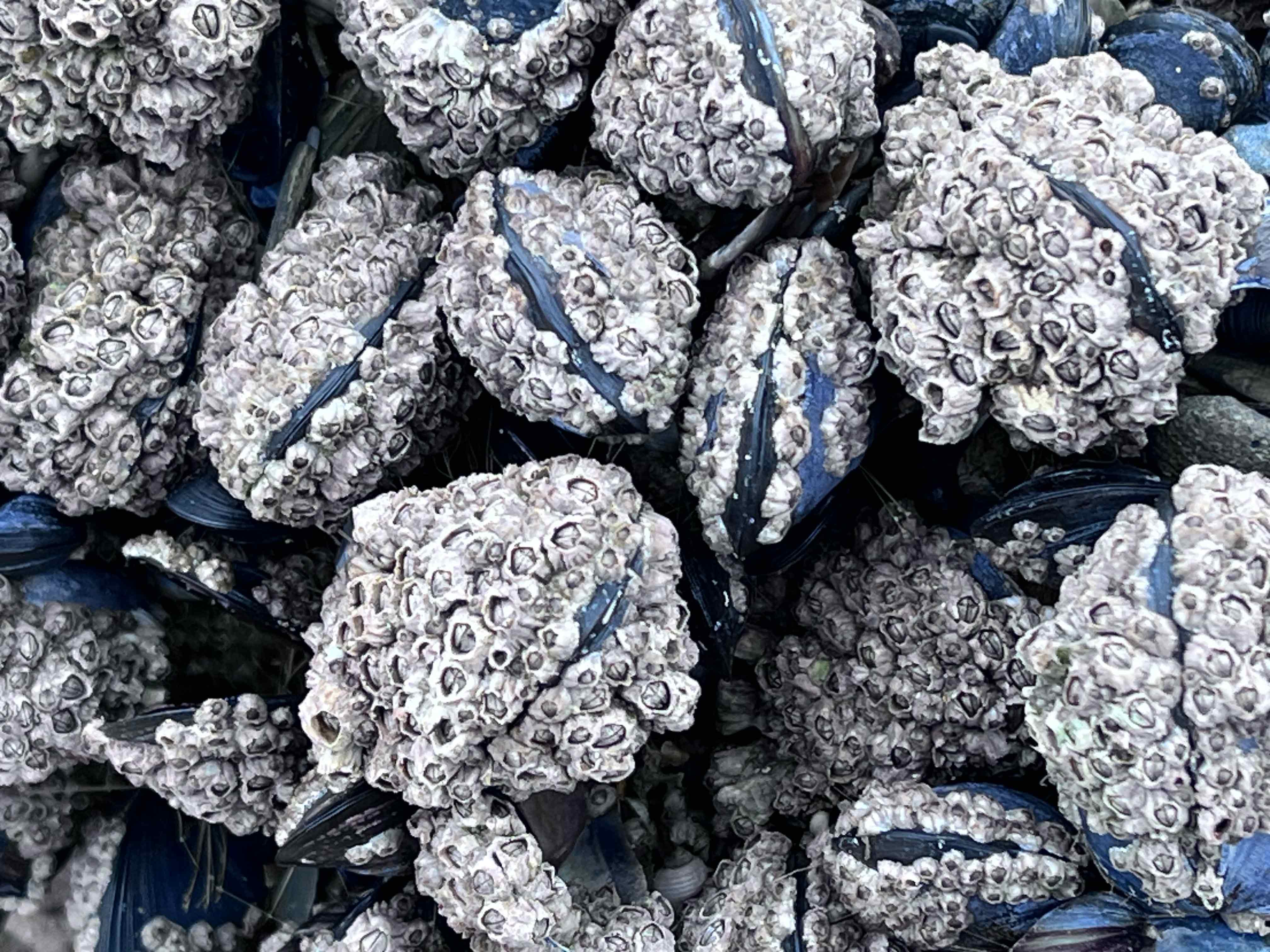 Mussels and their barnacles