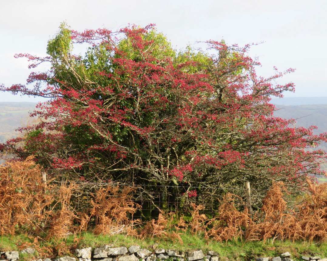 Hawthorn berries