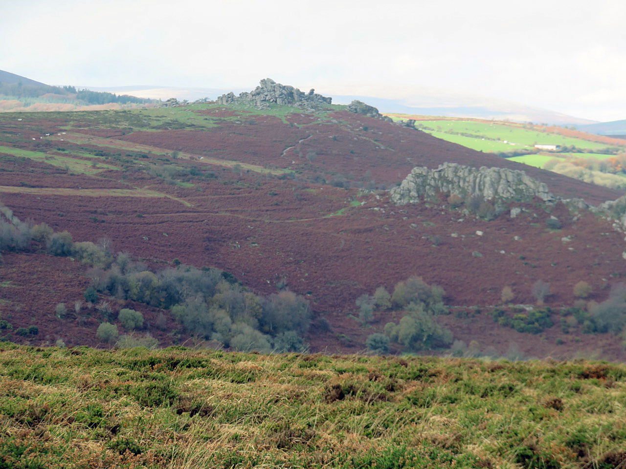 Russet bracken