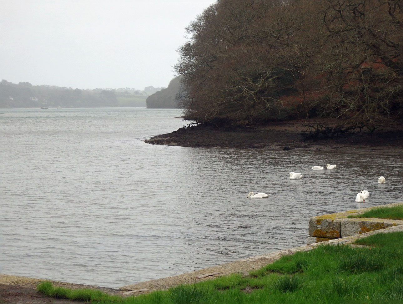 Swans on Helford river