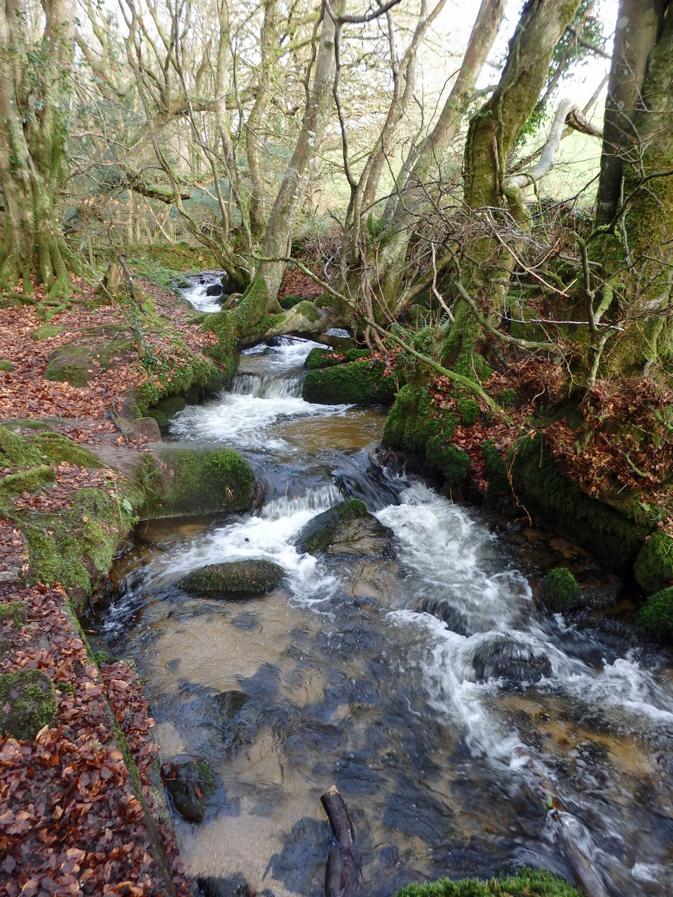 Beeches in Cornish wood