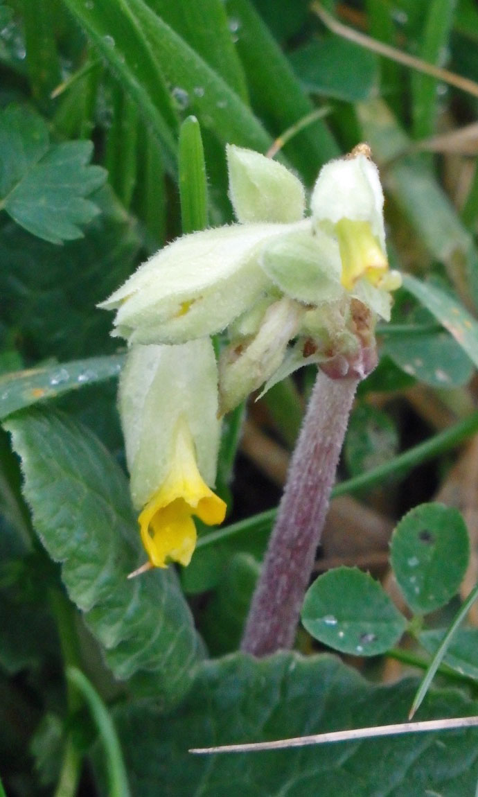 Cowslip in January