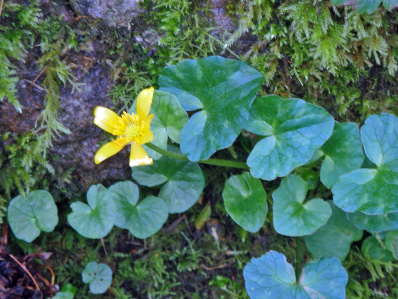 Celandines