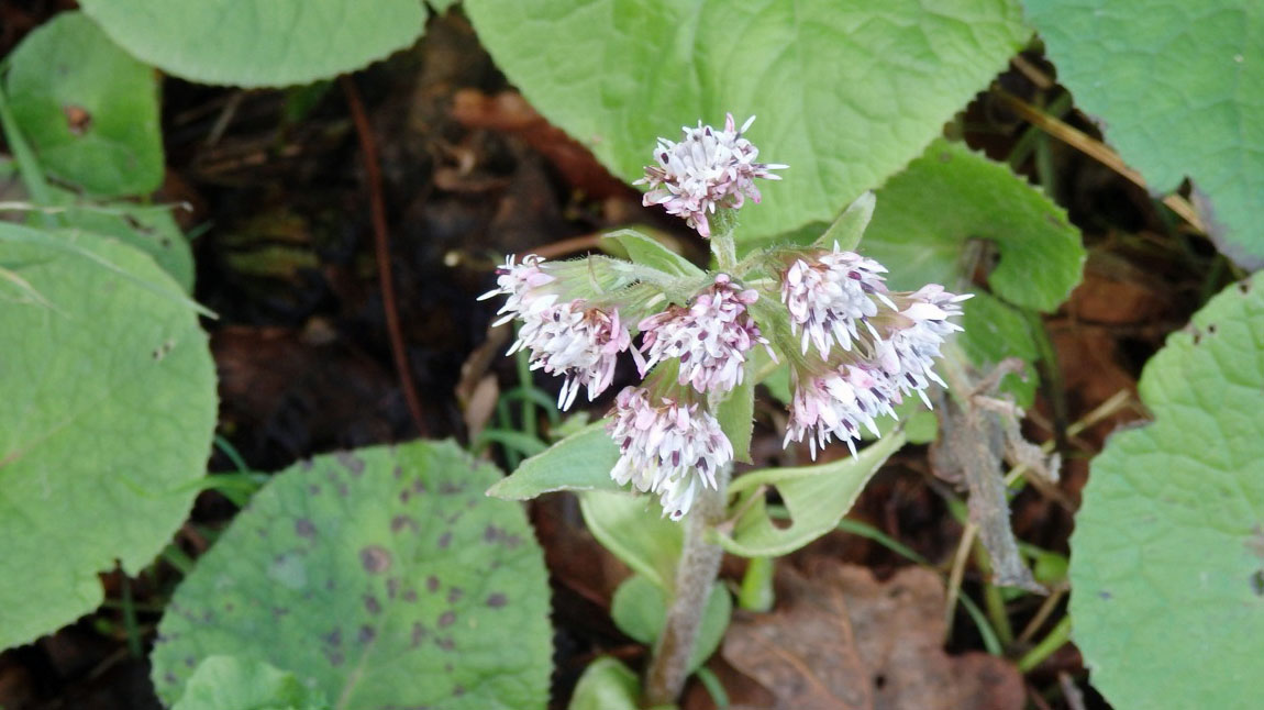 Butterbur