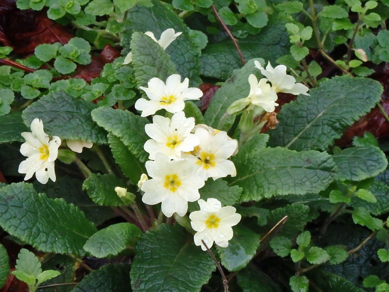 Primroses