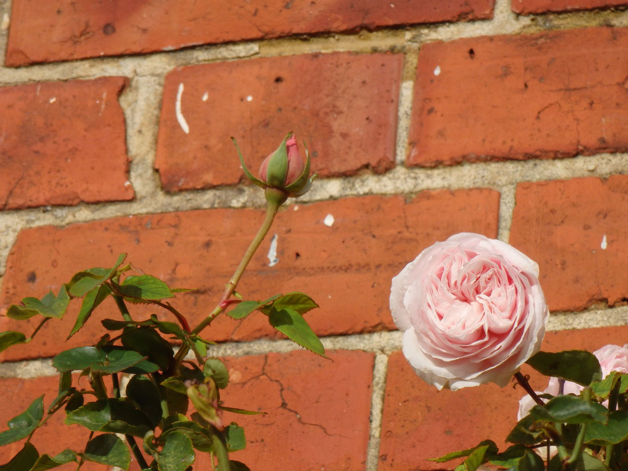 Pink roses in January