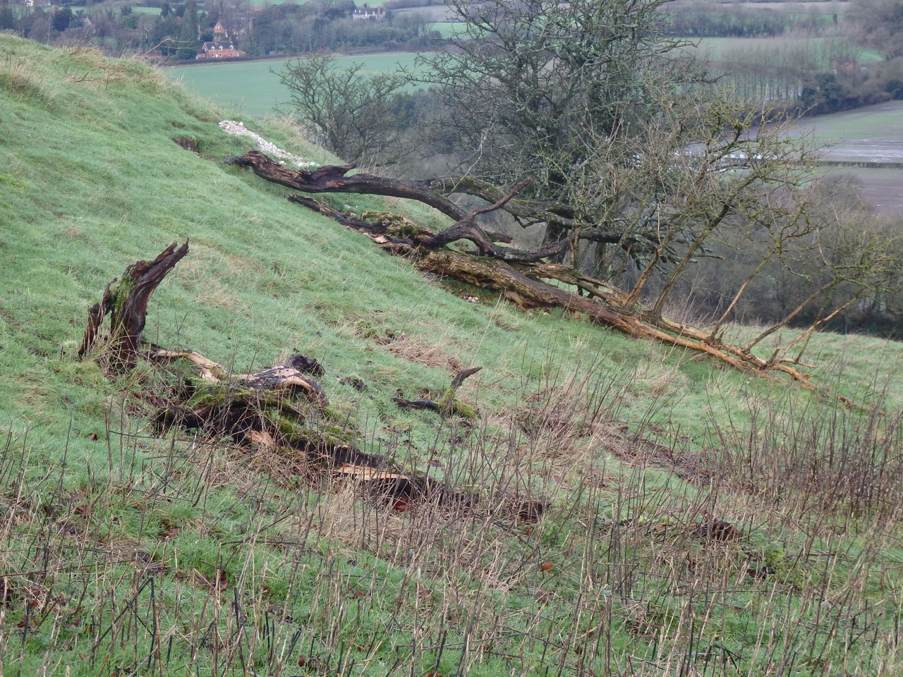 Fallen hawthorns