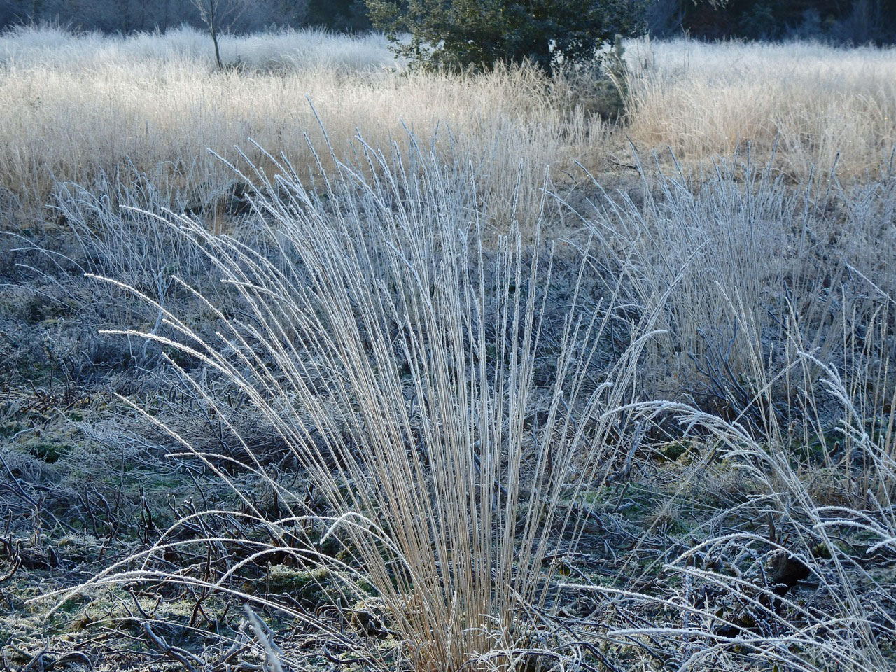 Icy grass