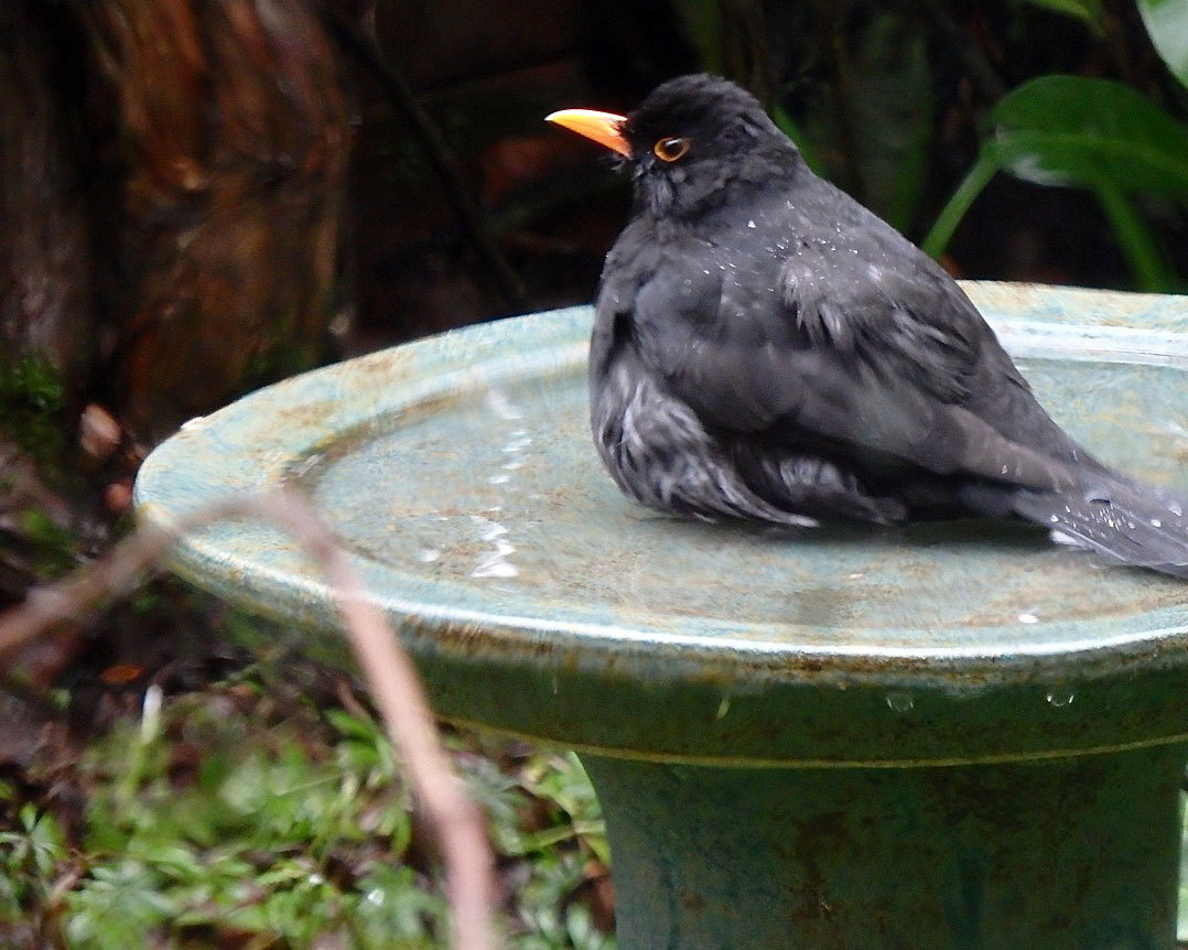 Bertie bathing