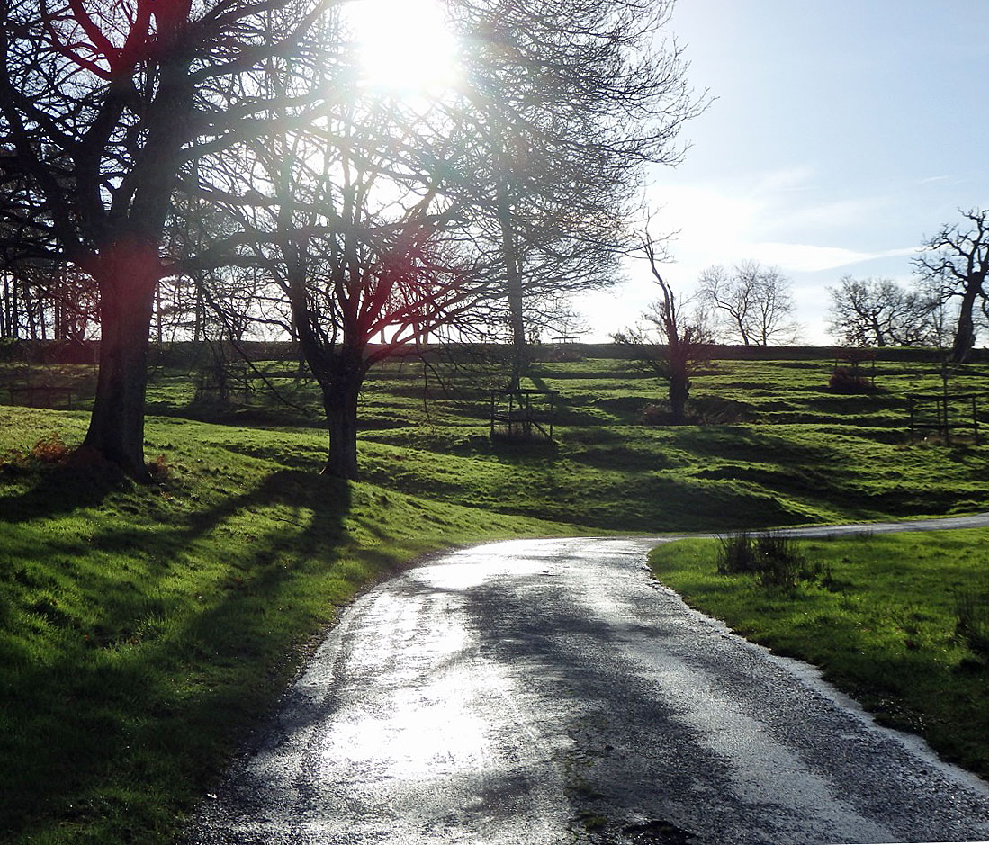 Ancient parkland