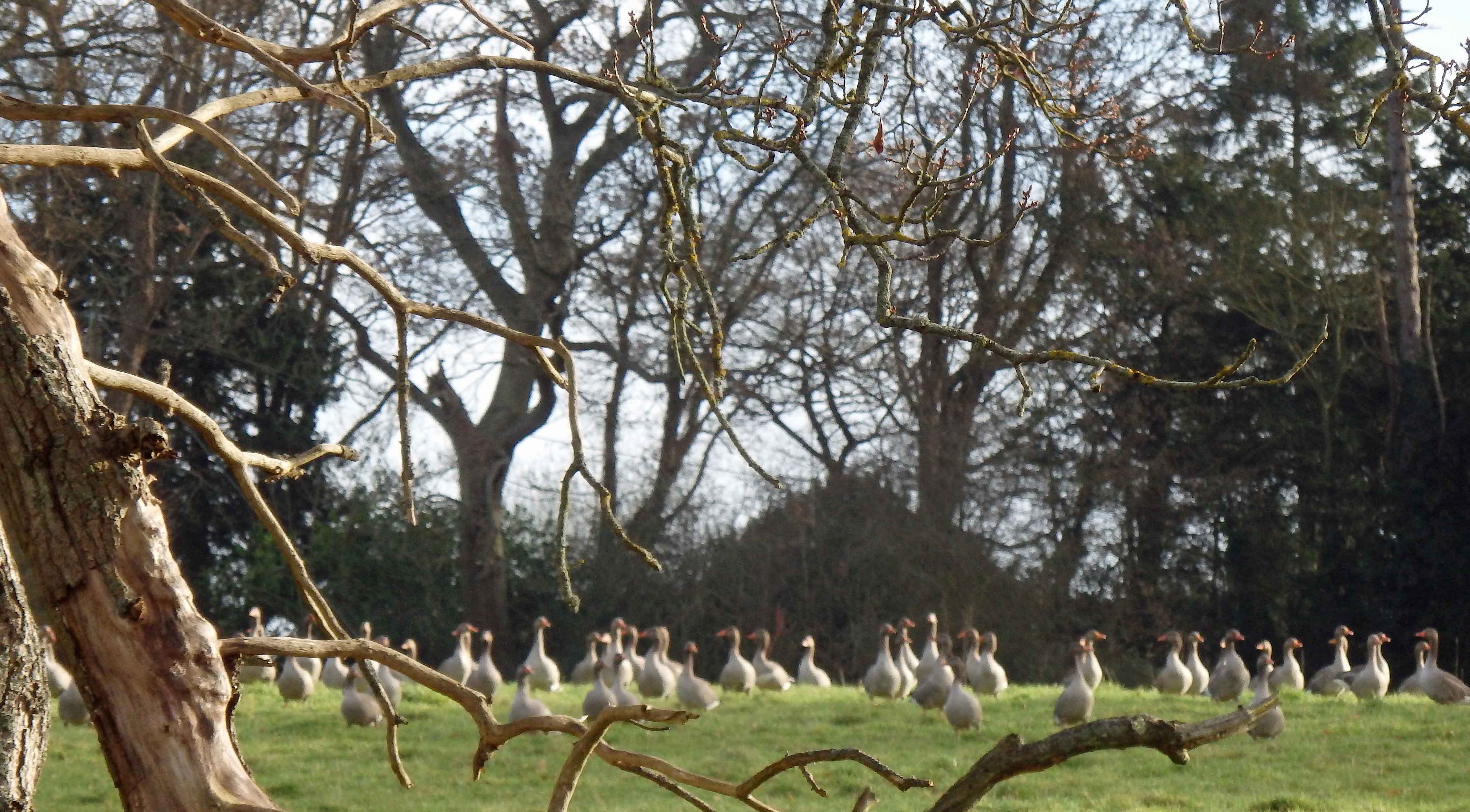 Grazing geese