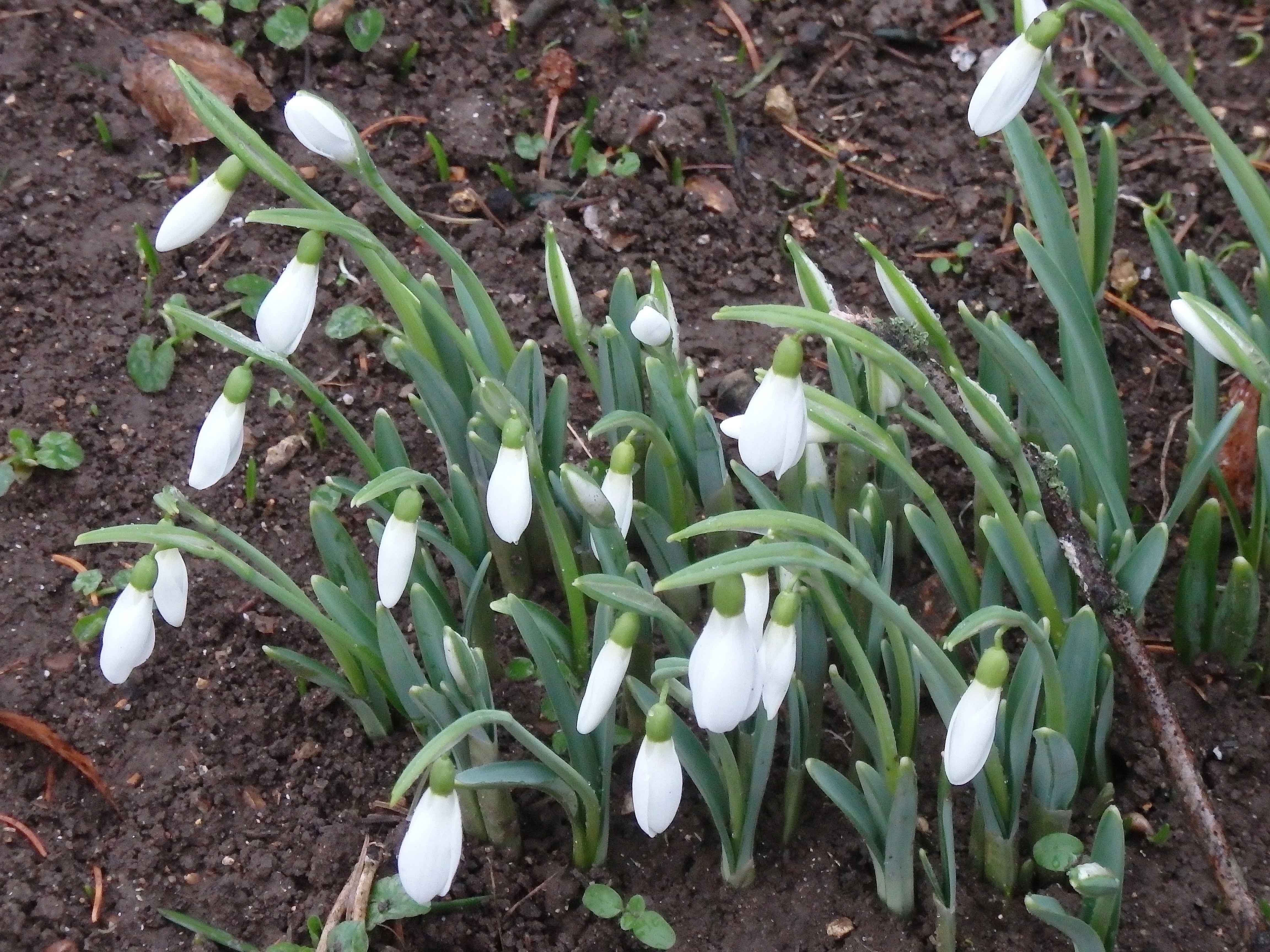 Snowdrops