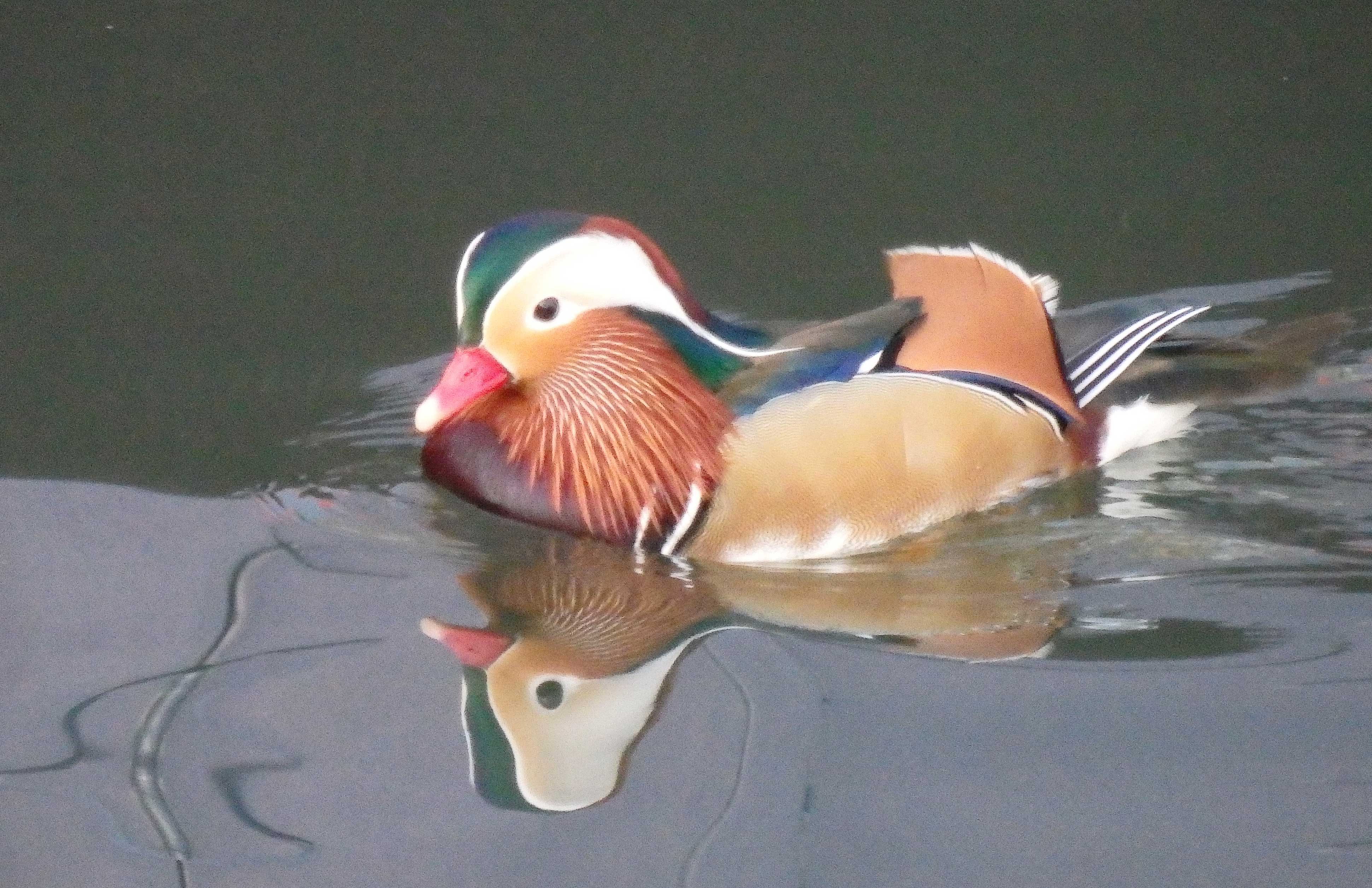 Mandarin