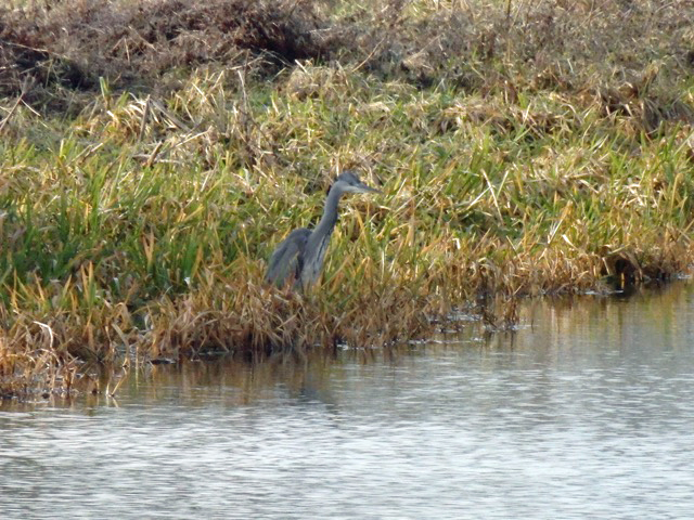 Well-camouflaged young heron