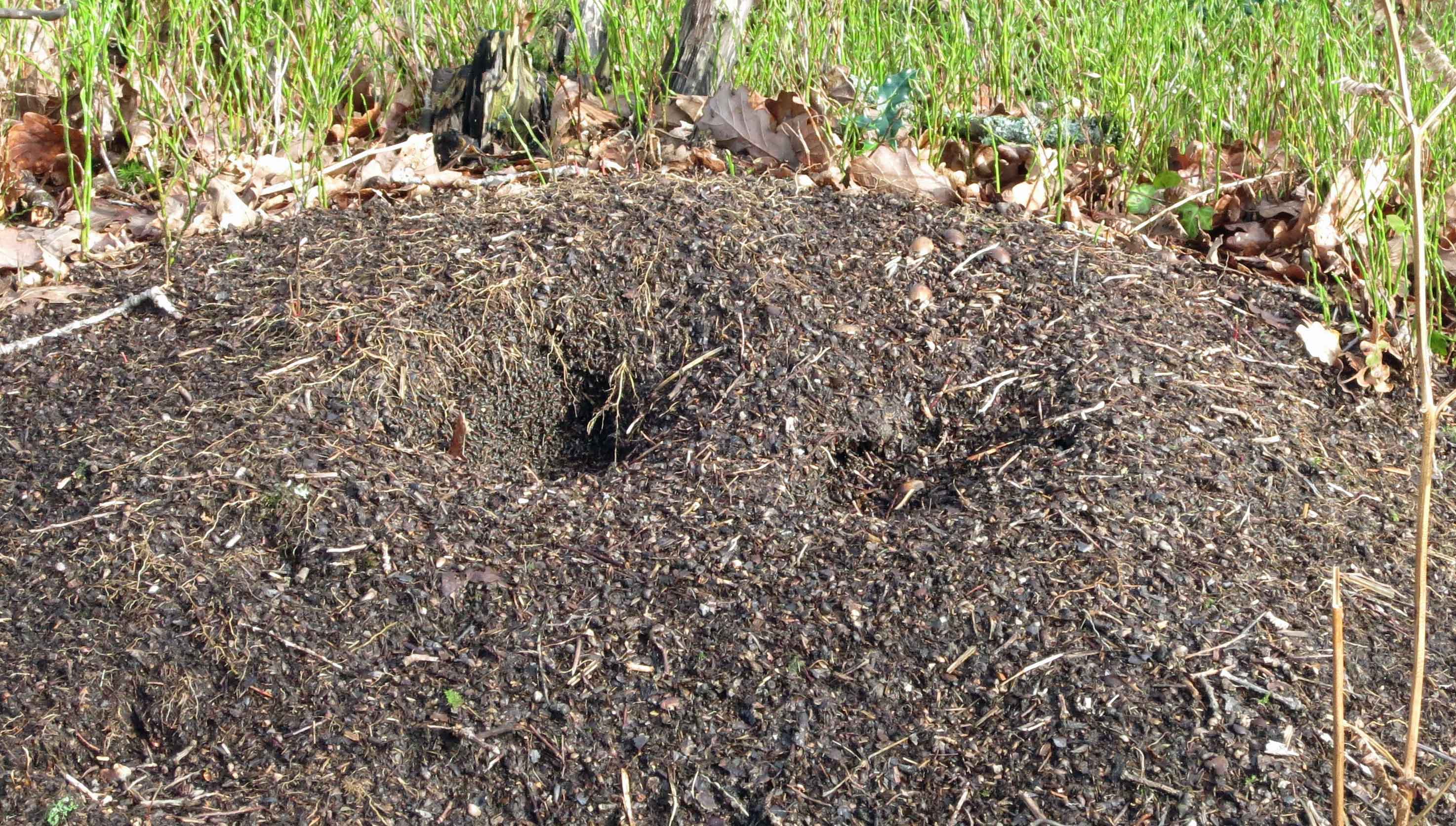 Stirring anthill with opening