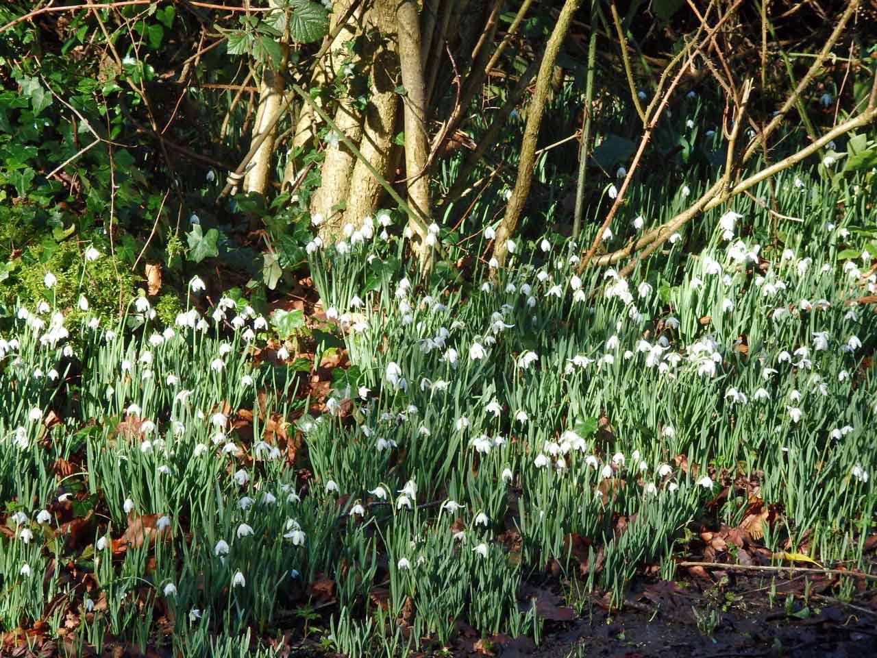 Snowdrops 2