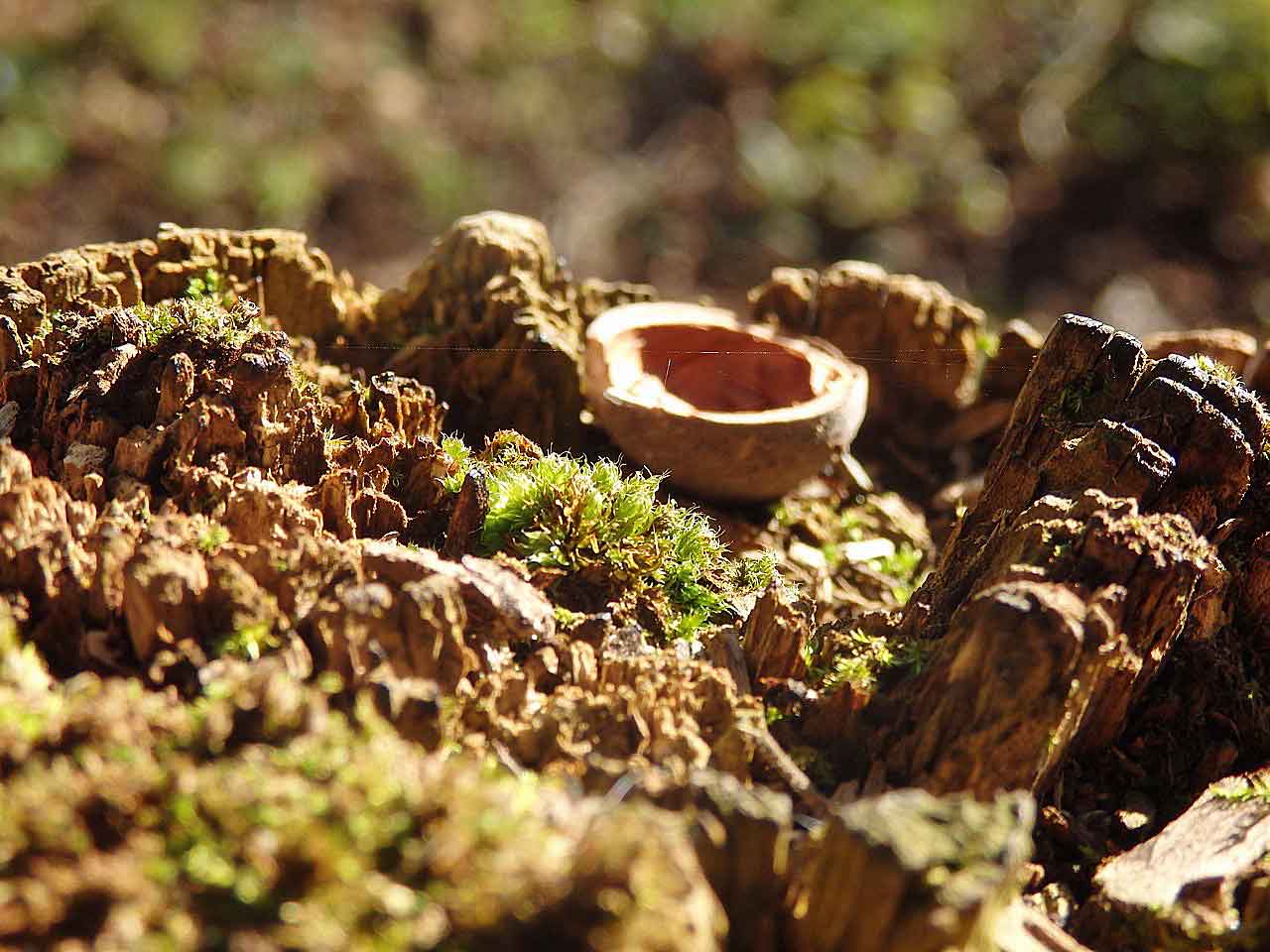 Sliced hazelnut