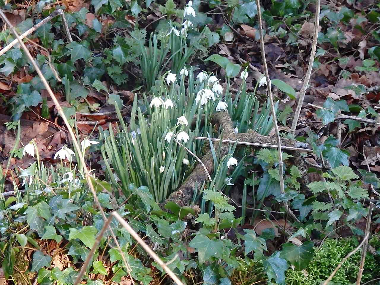 Snowdrops 3