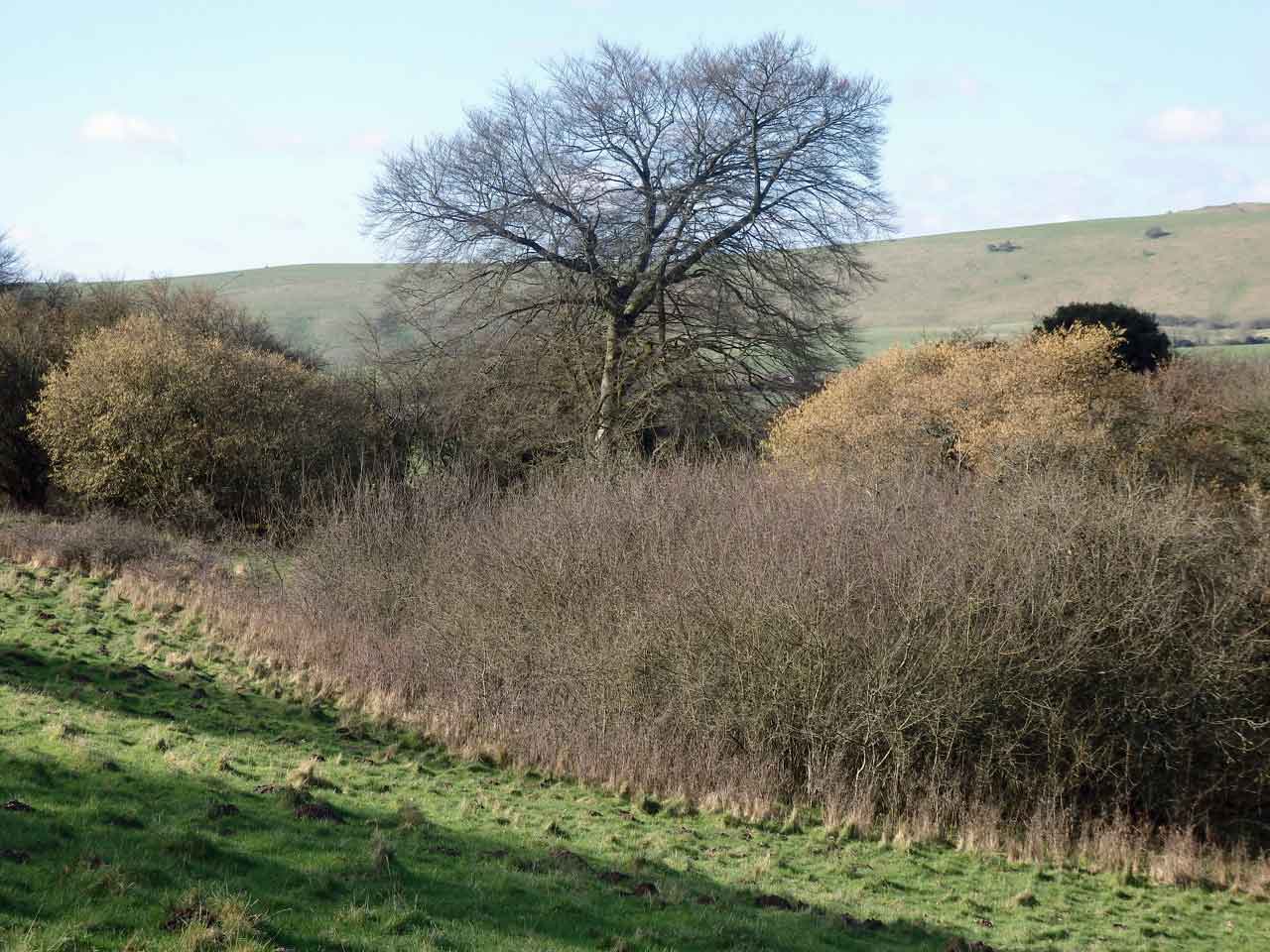 Catkins